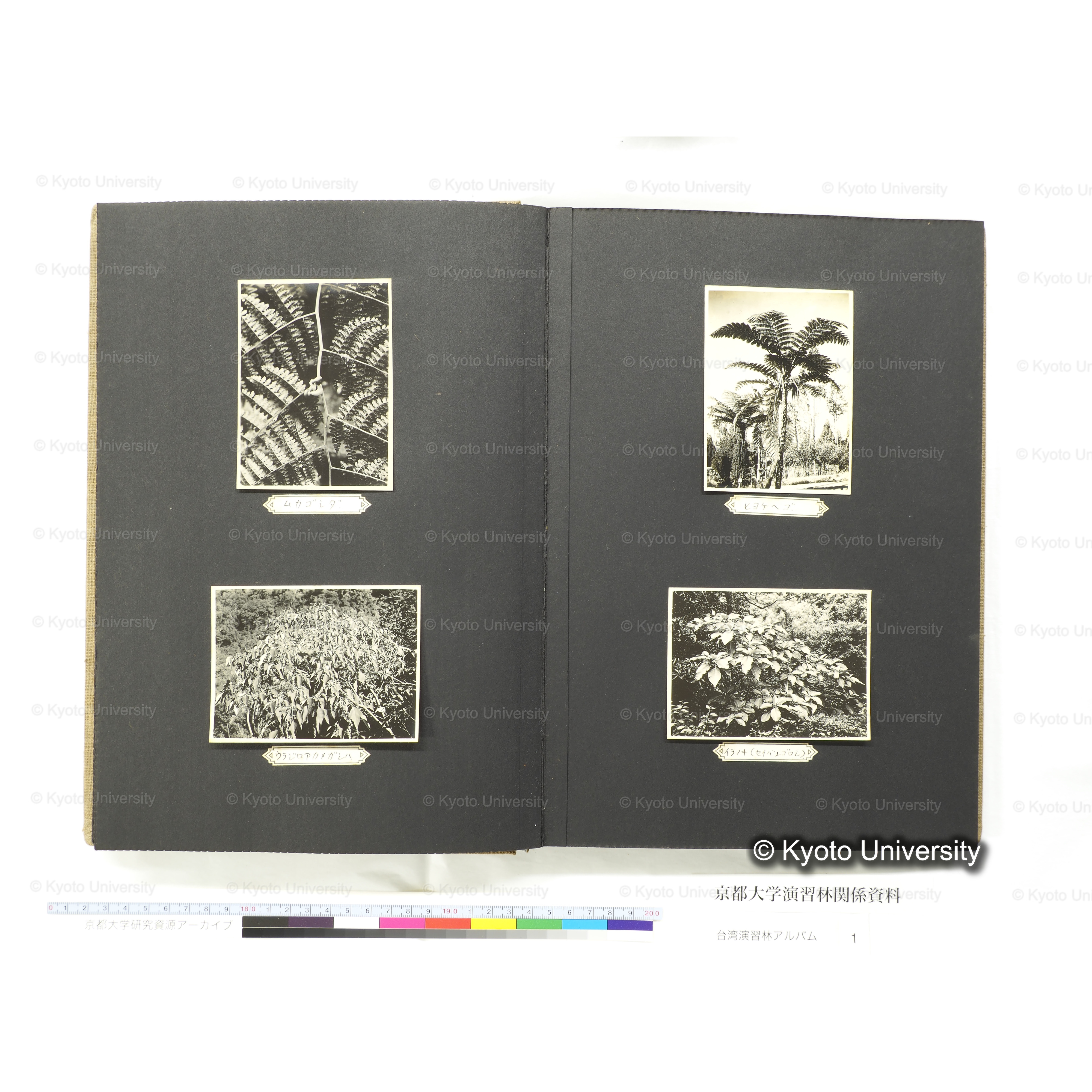 [台湾演習林アルバム(茶色表紙)] (25)