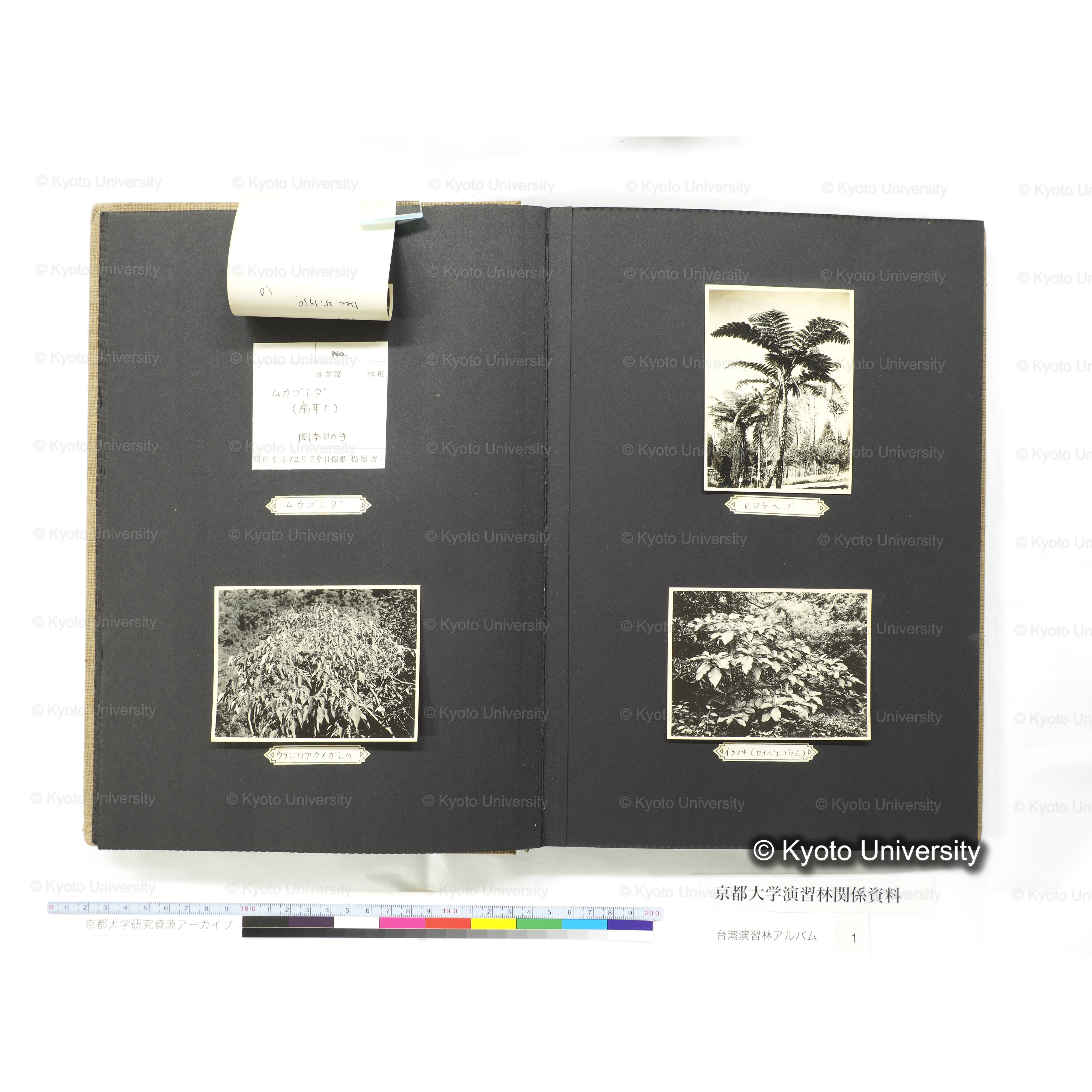 [台湾演習林アルバム(茶色表紙)] (26)