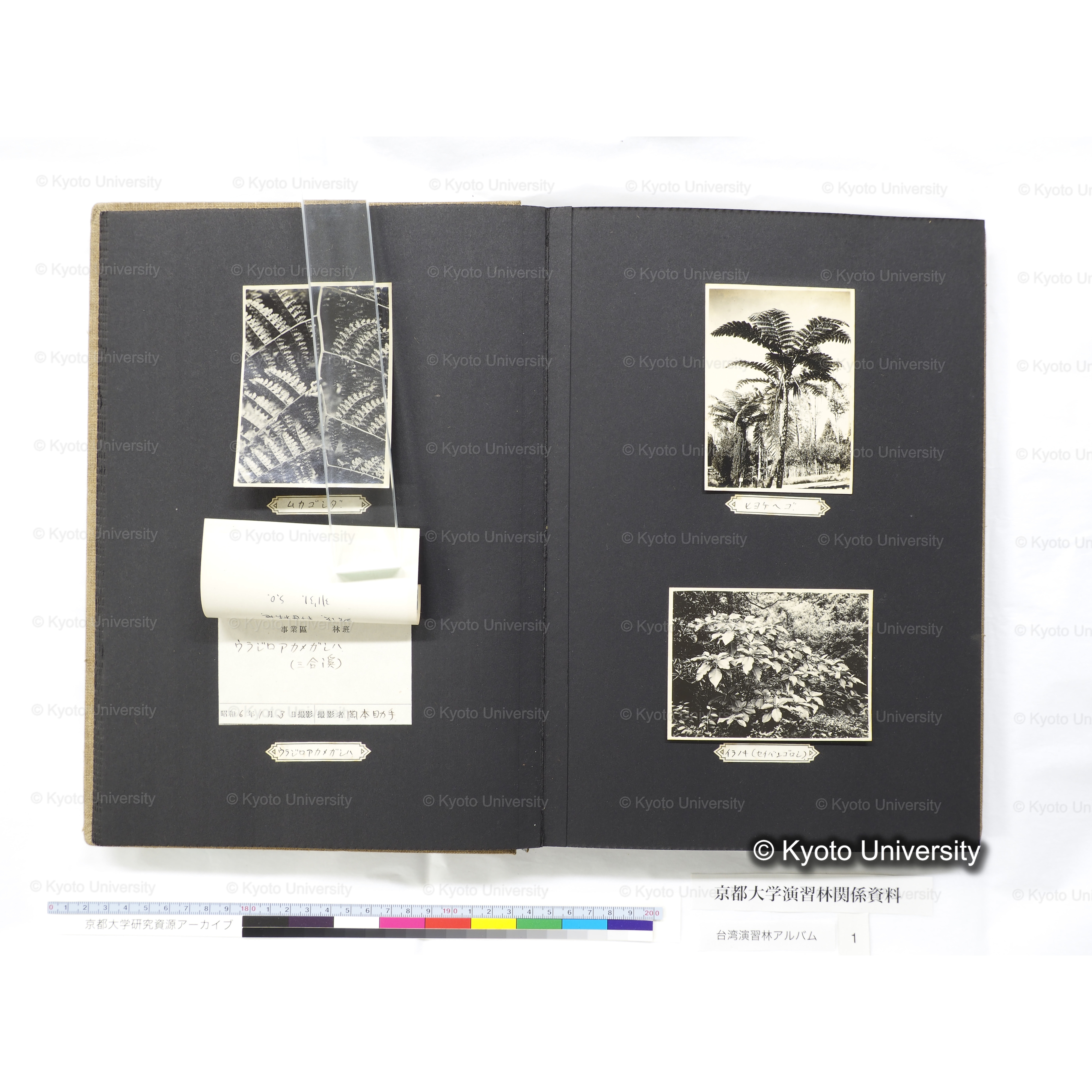 [台湾演習林アルバム(茶色表紙)] (27)