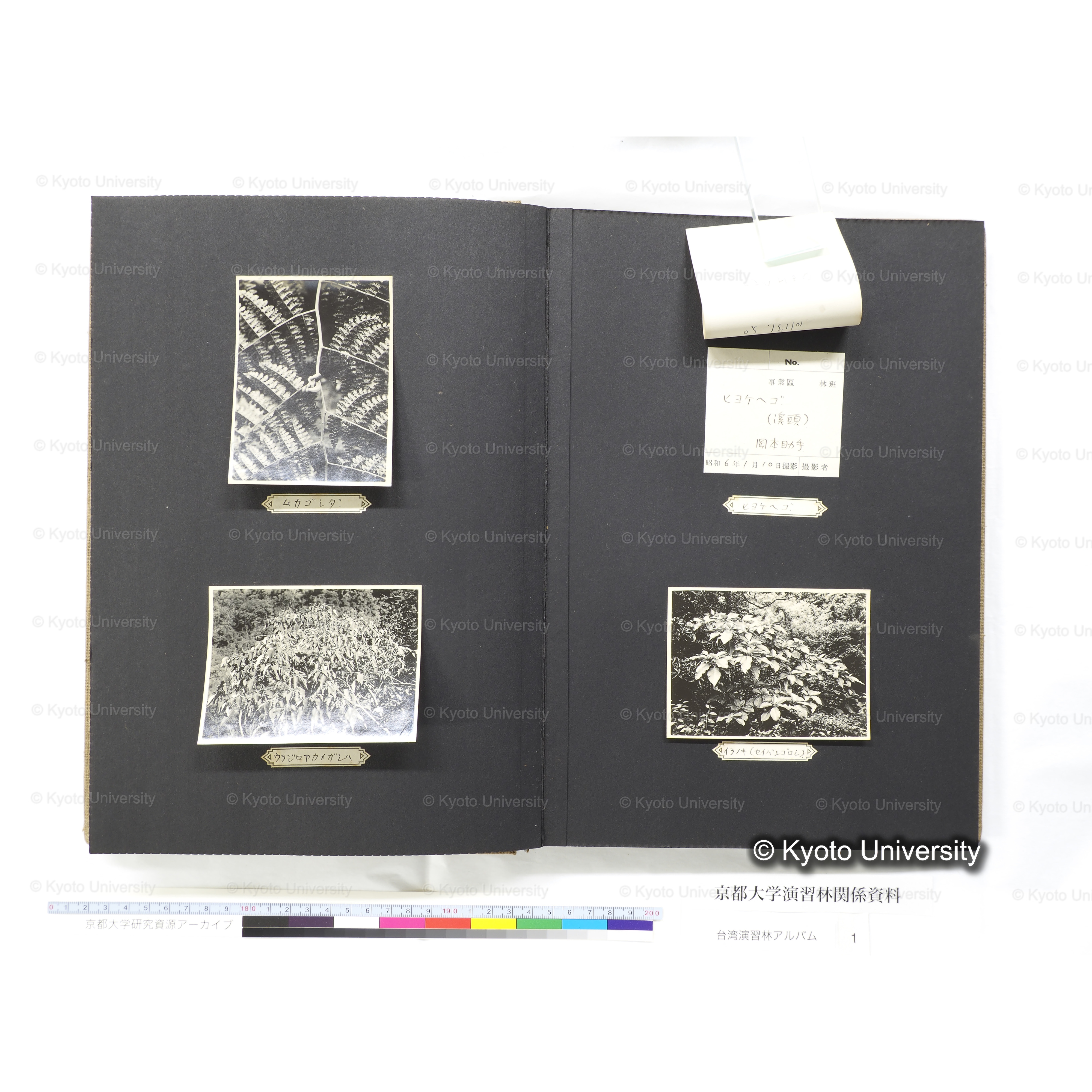 [台湾演習林アルバム(茶色表紙)] (28)