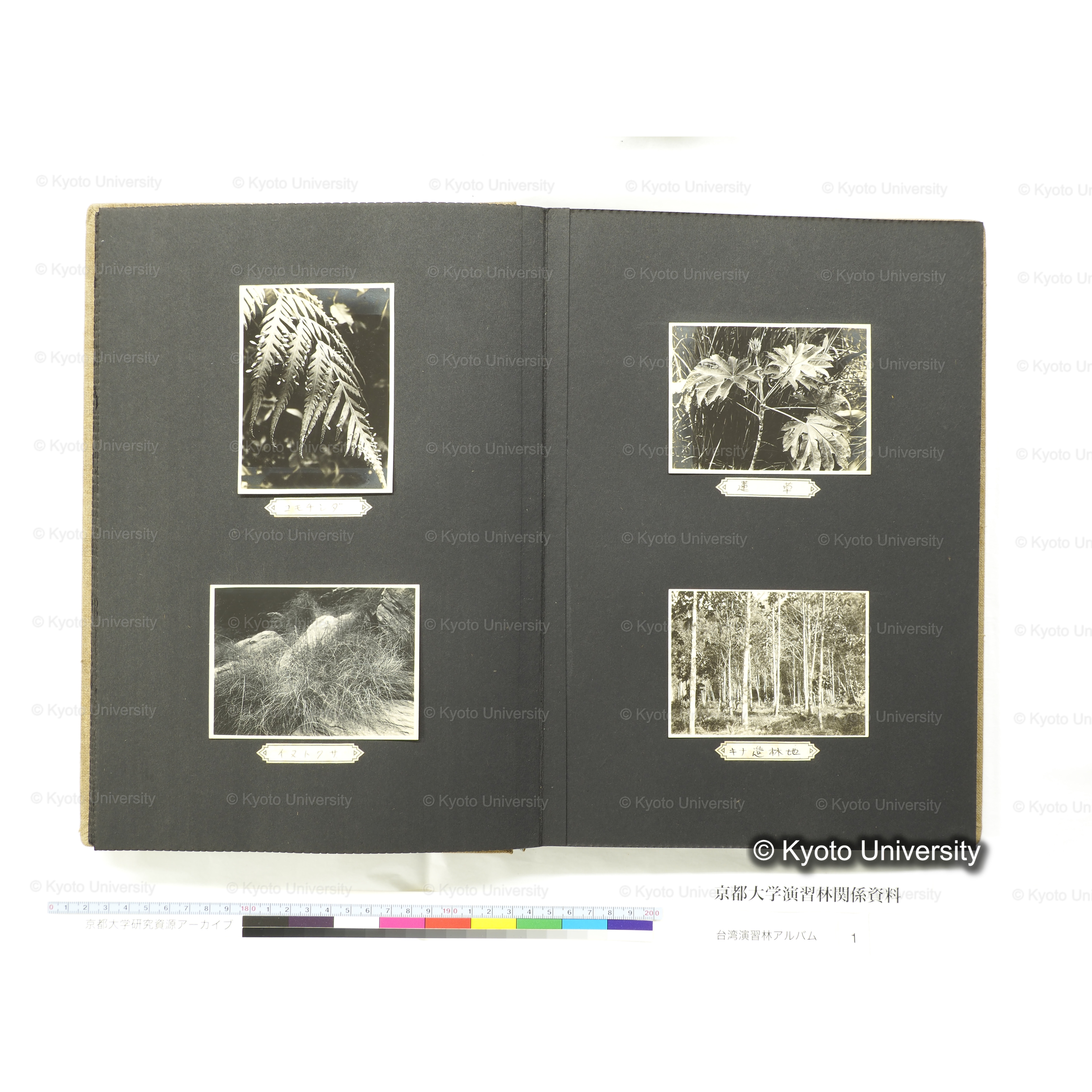 [台湾演習林アルバム(茶色表紙)] (30)