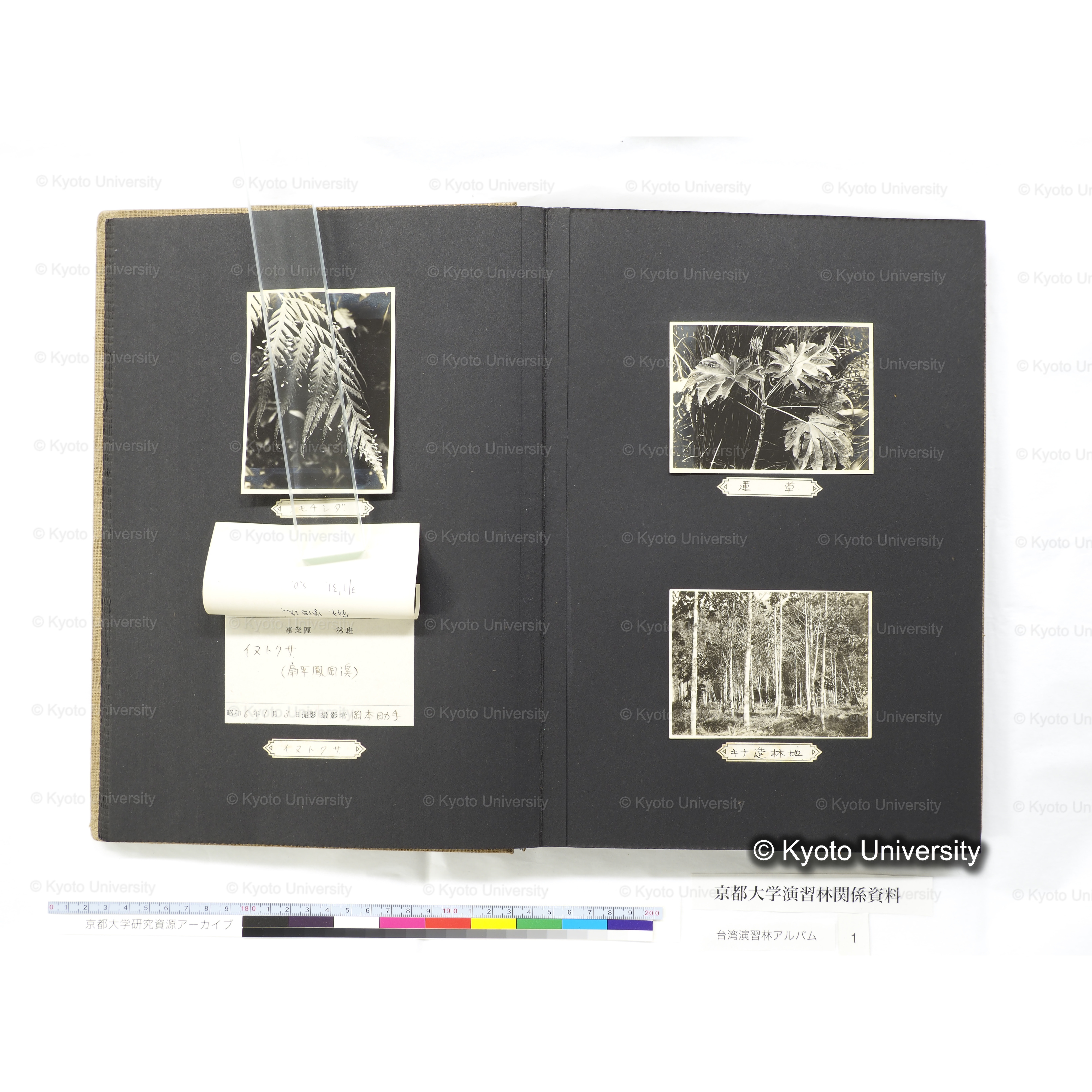 [台湾演習林アルバム(茶色表紙)] (32)