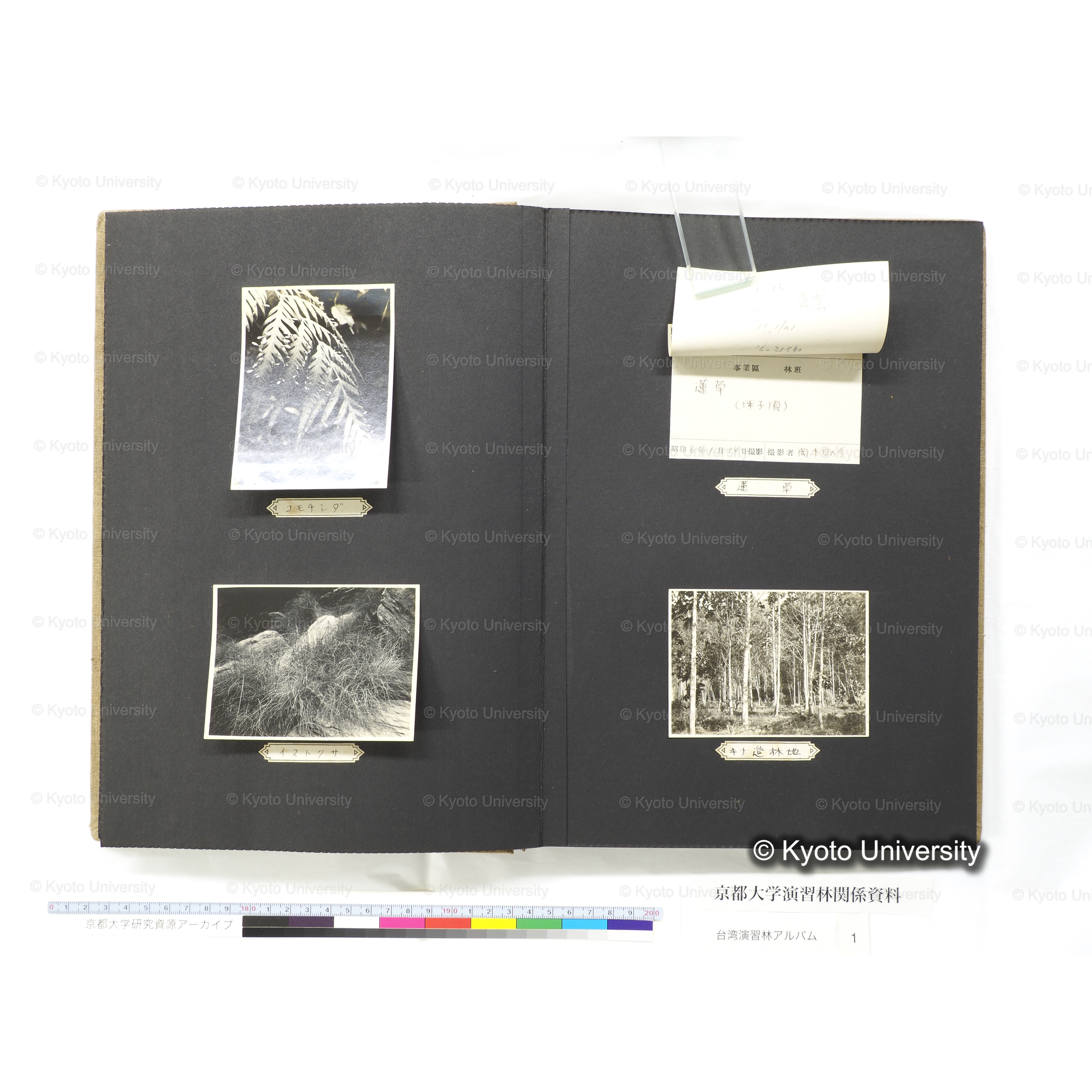 [台湾演習林アルバム(茶色表紙)] (33)