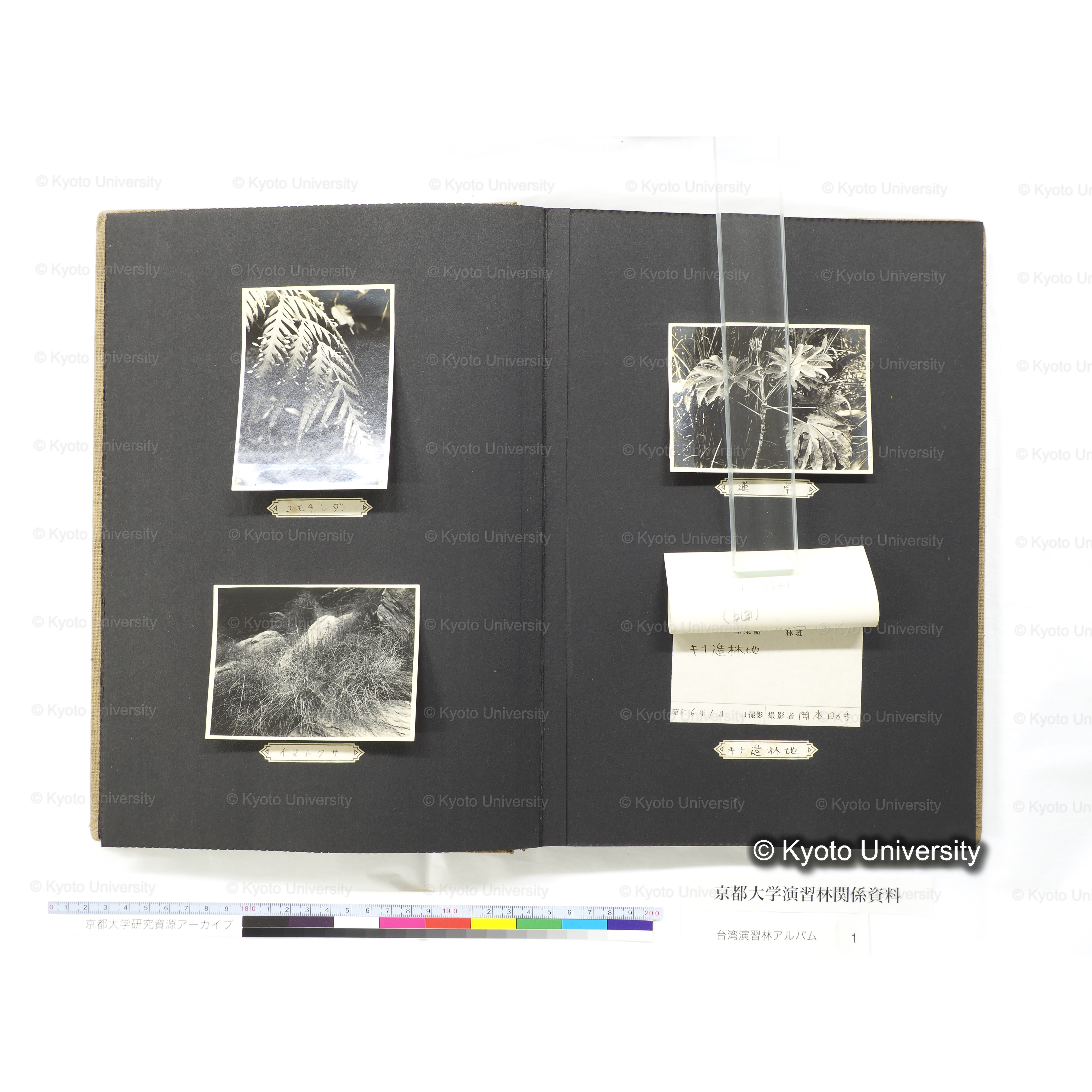 [台湾演習林アルバム(茶色表紙)] (34)