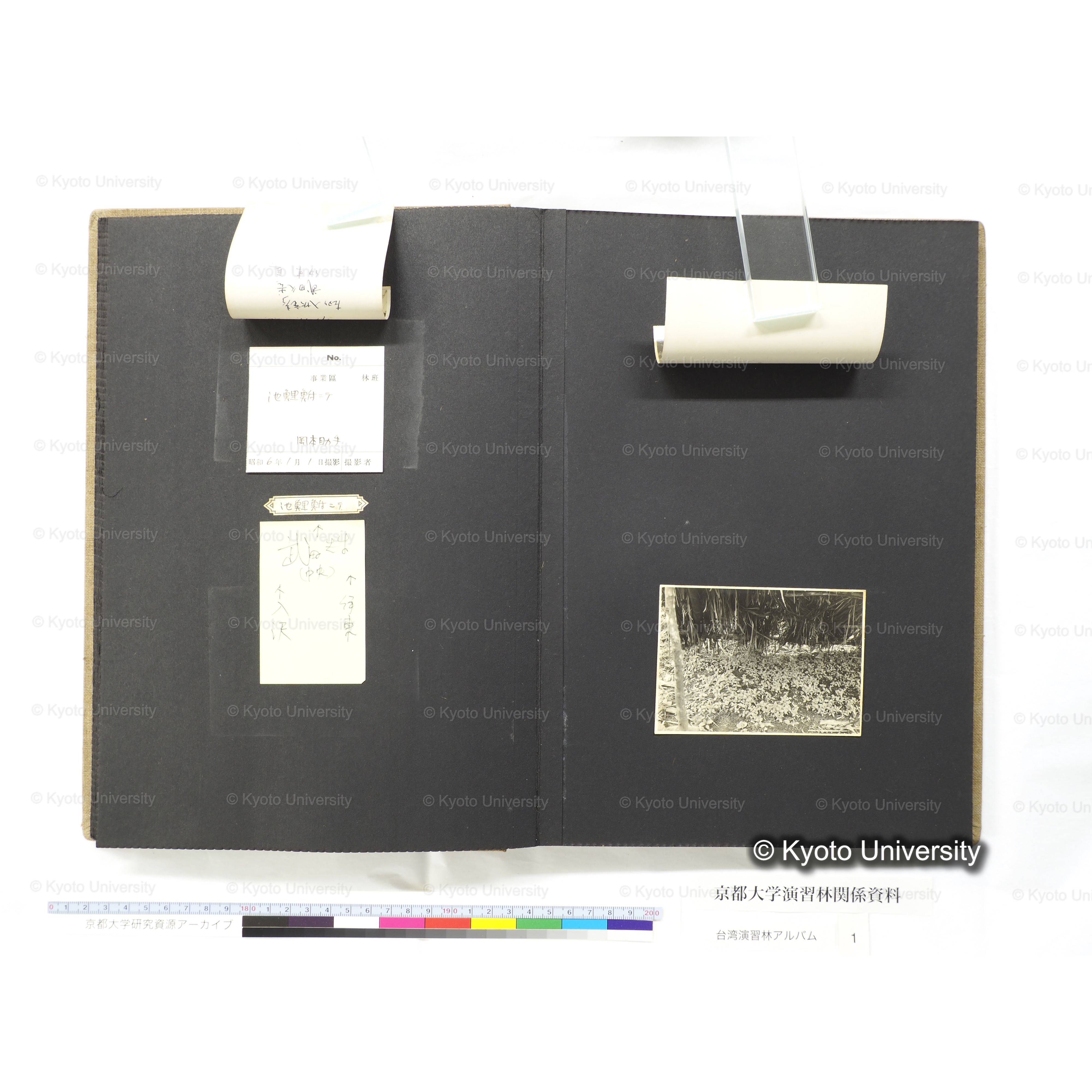 [台湾演習林アルバム(茶色表紙)] (39)