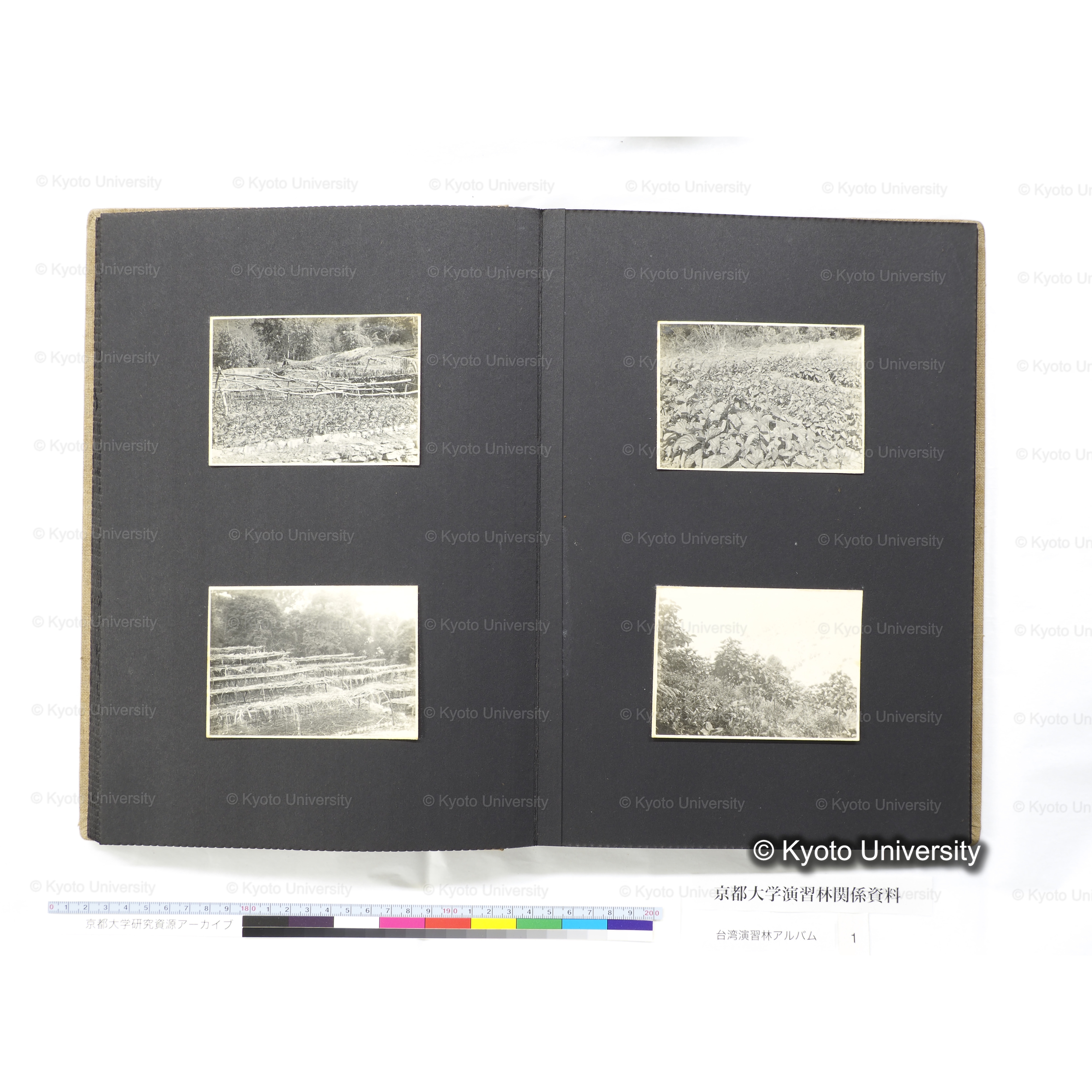 [台湾演習林アルバム(茶色表紙)] (41)