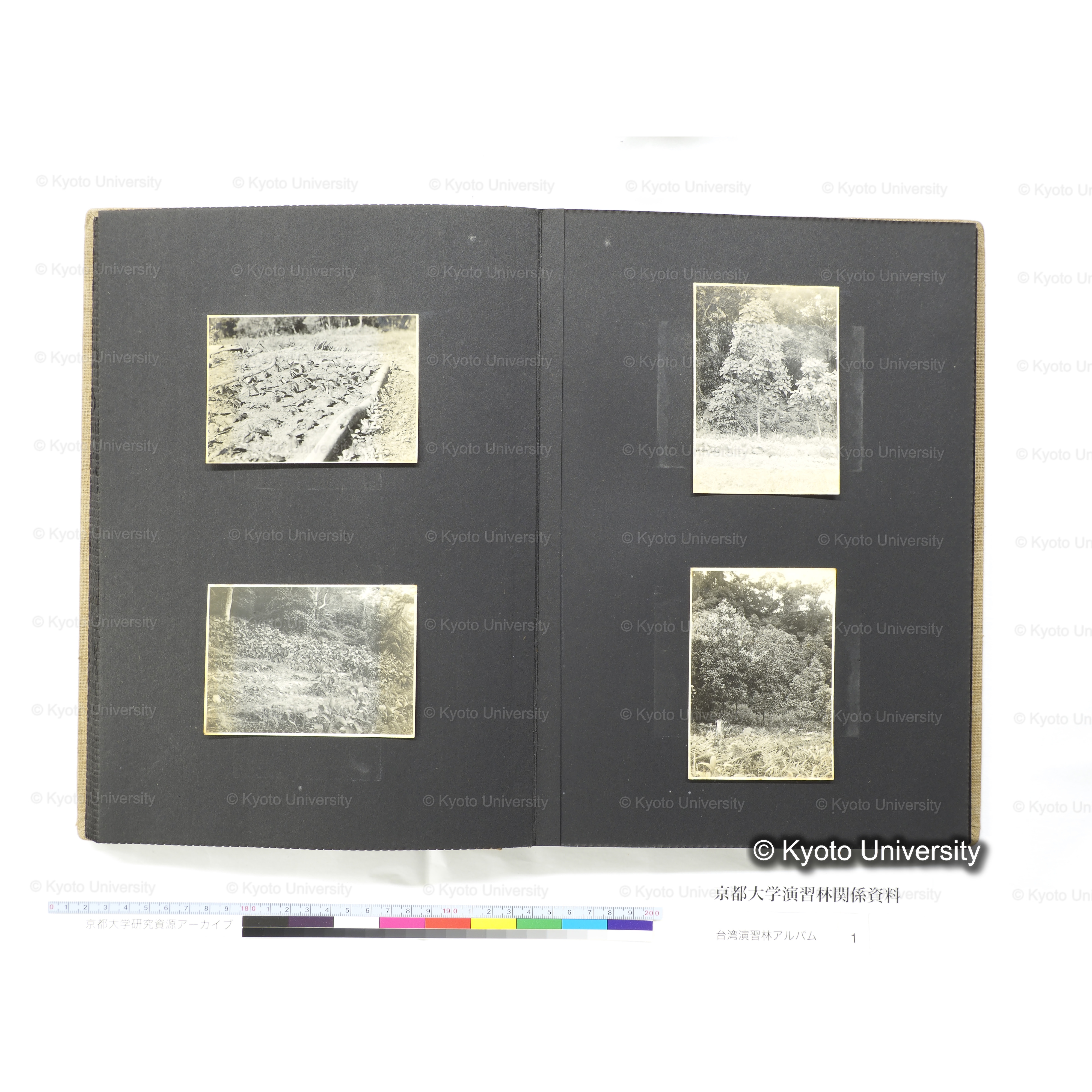 [台湾演習林アルバム(茶色表紙)] (42)