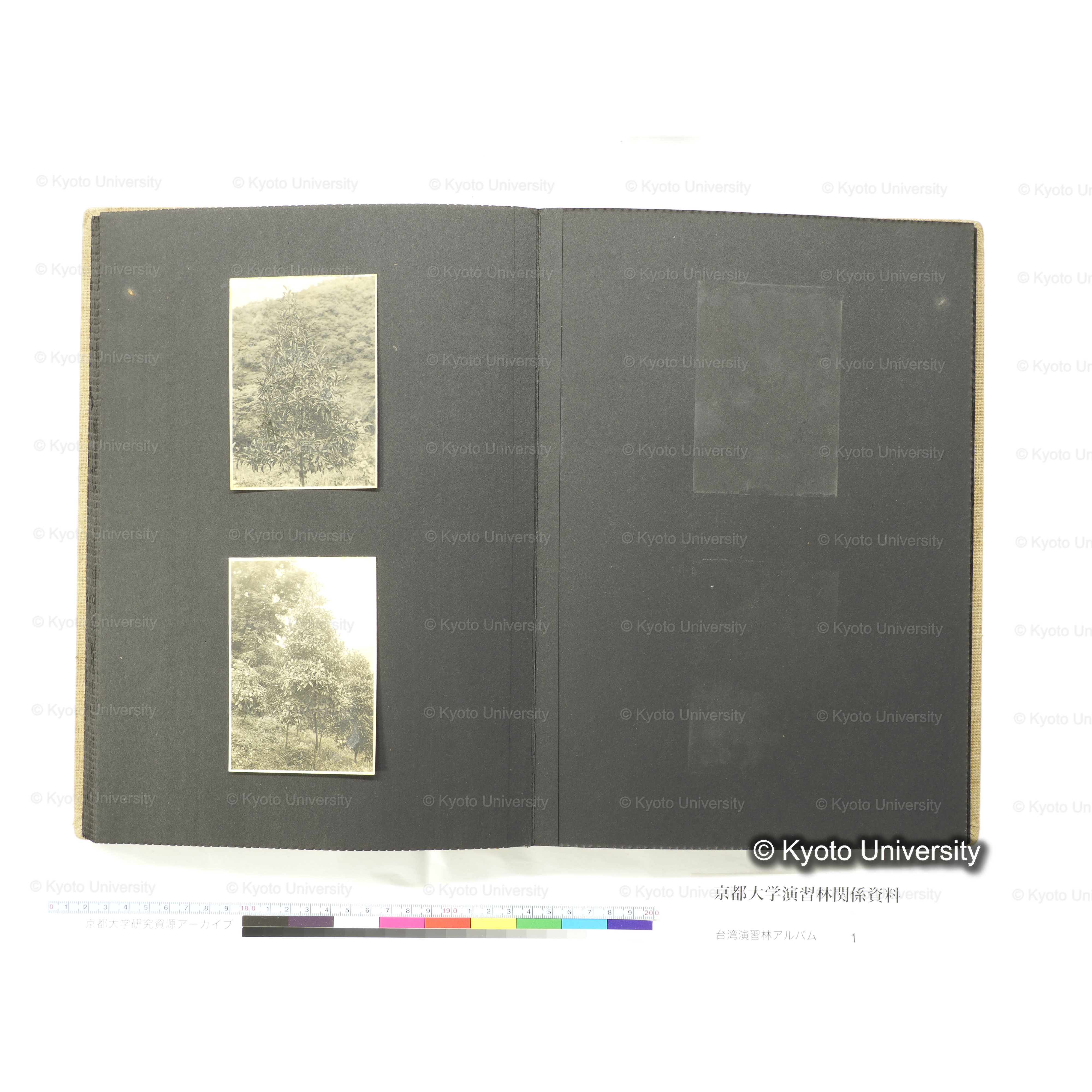 [台湾演習林アルバム(茶色表紙)] (43)