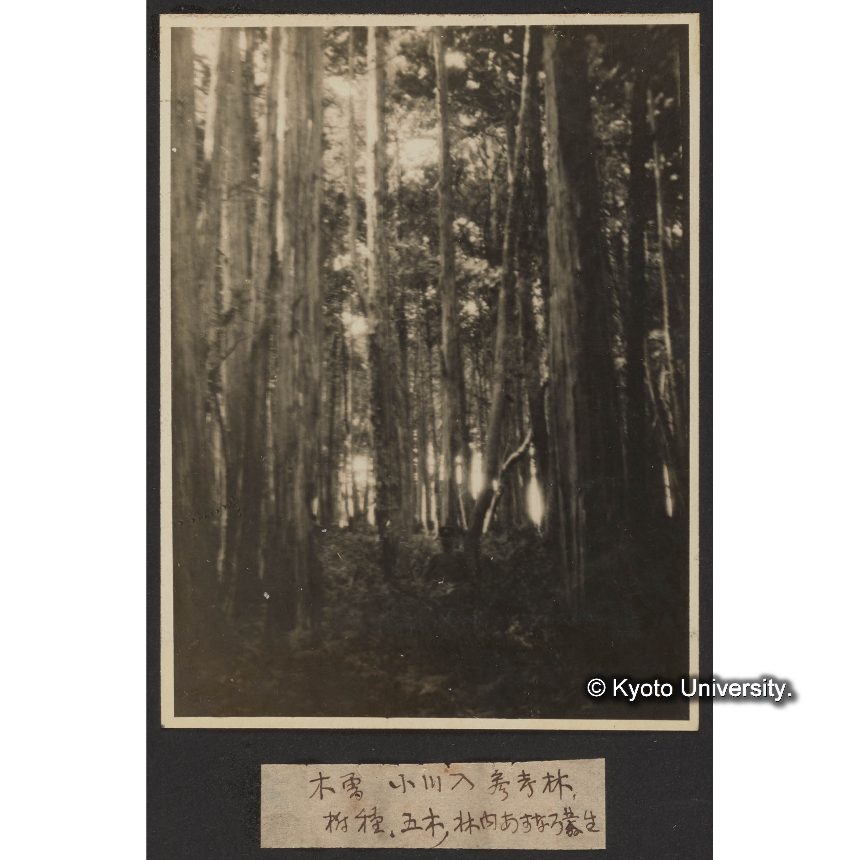 木曽 小川入 参考林、樹種、五木、林内あすなろ共生 (1)