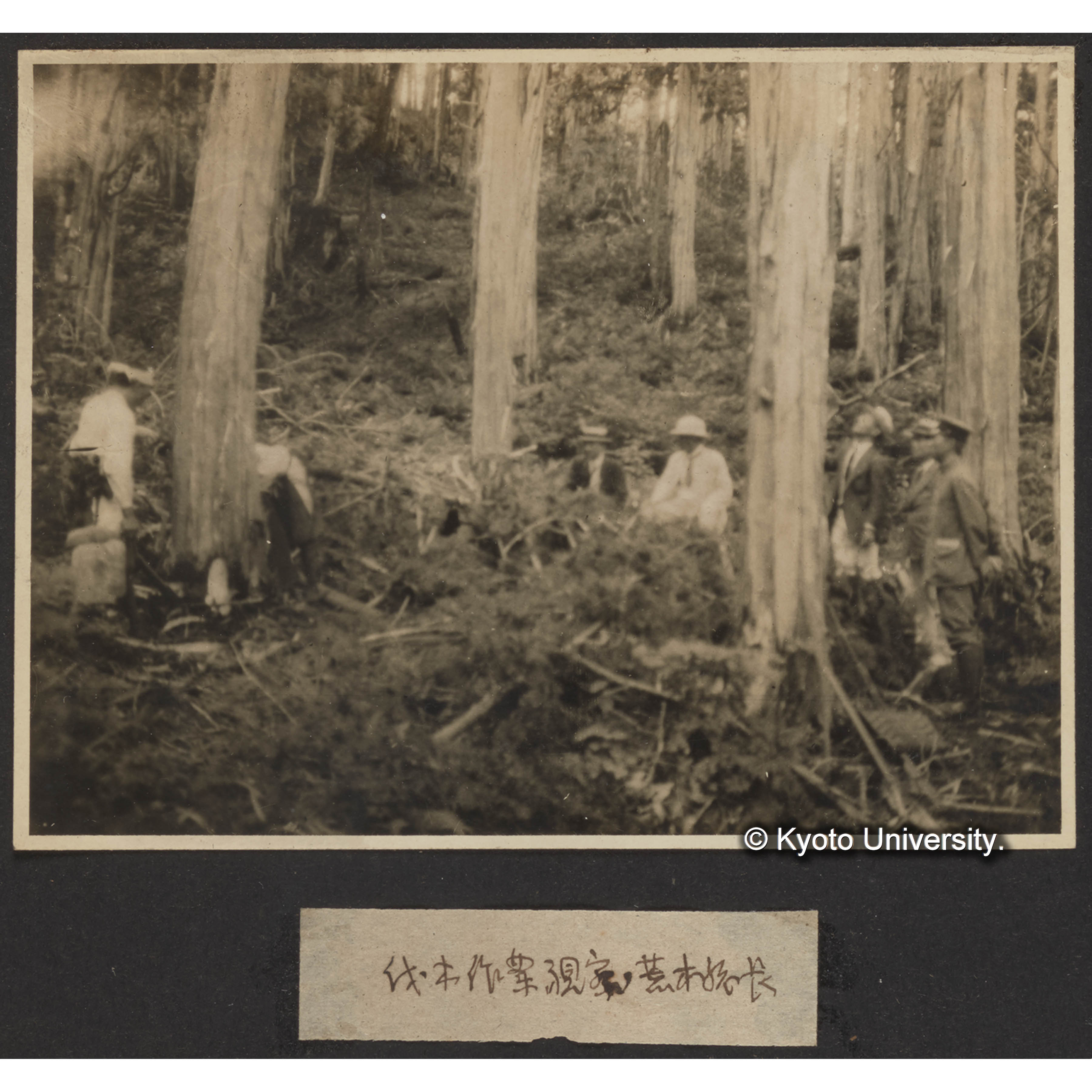 伐木作業現場・荒木〔寅三郎〕総長 (1)