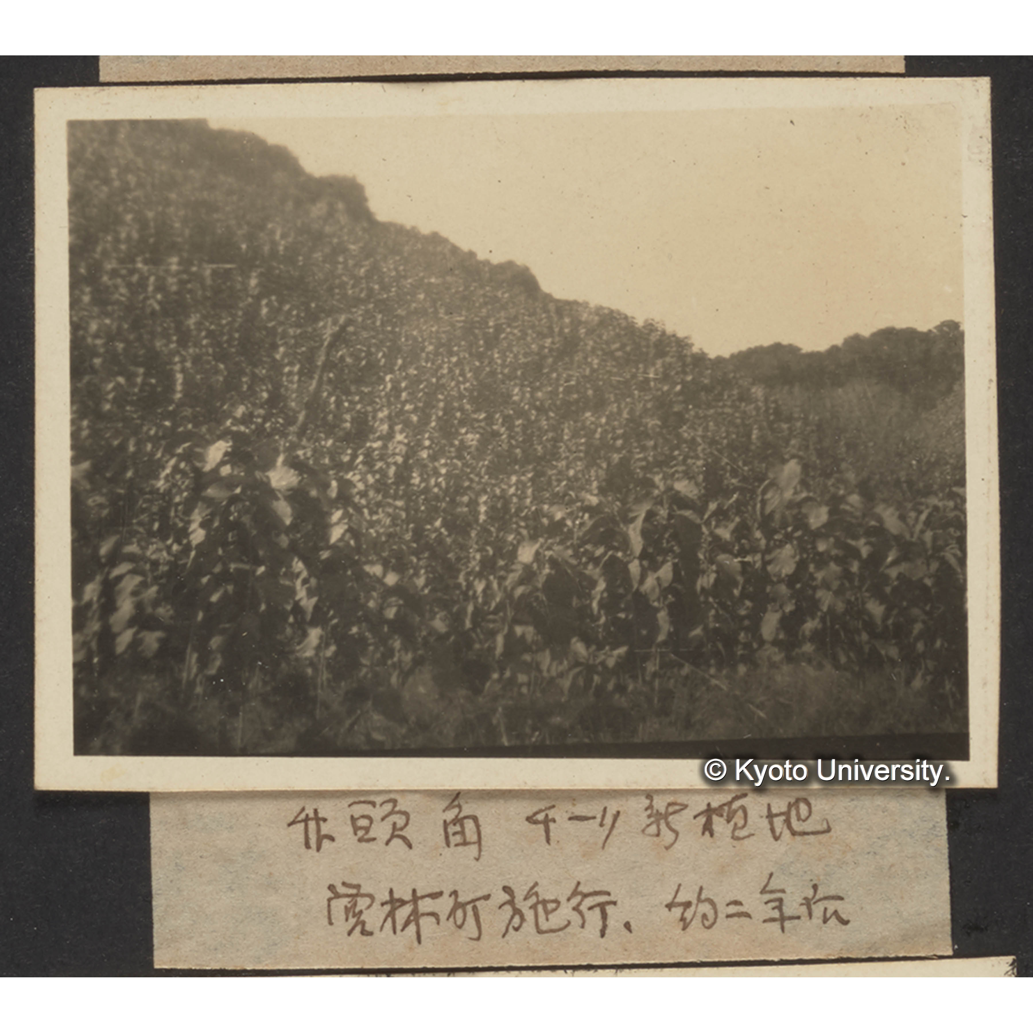 ●頭角 チーク新植地　営林局施行、約二年後 (1)