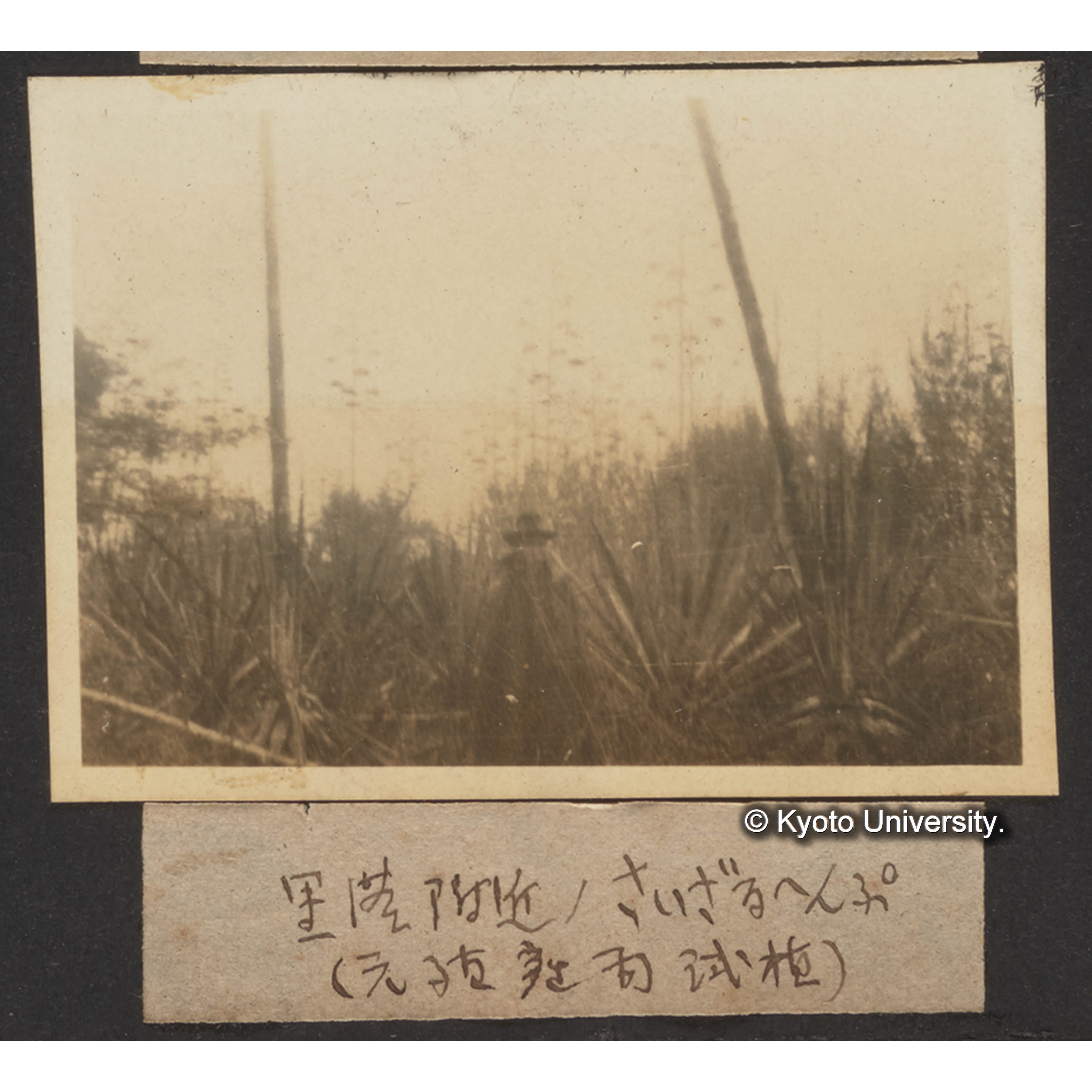 里●附近のサイザルヘンプ（元殖産局試植） (1)