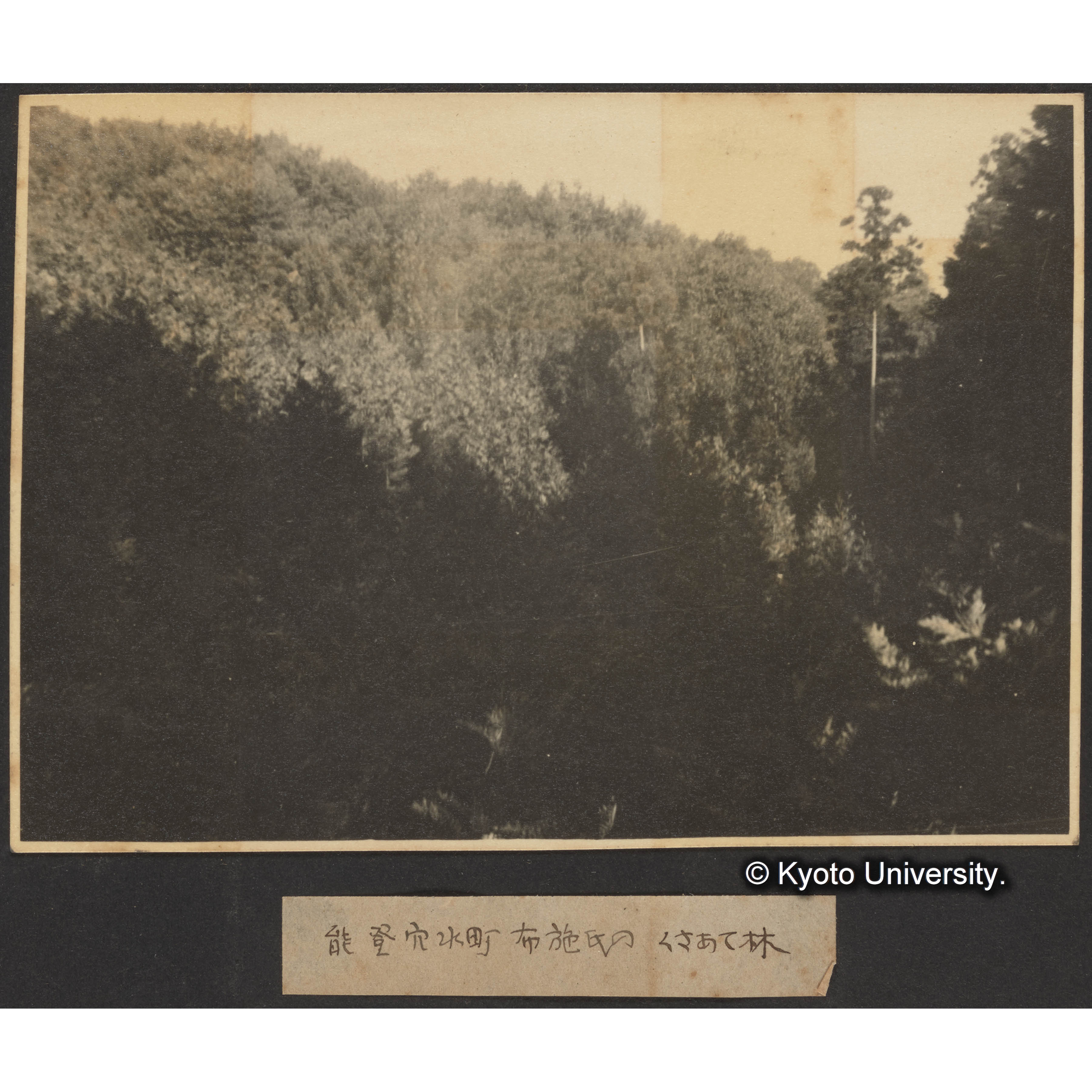 能登穴水町布施氏のくさあて林 (1)