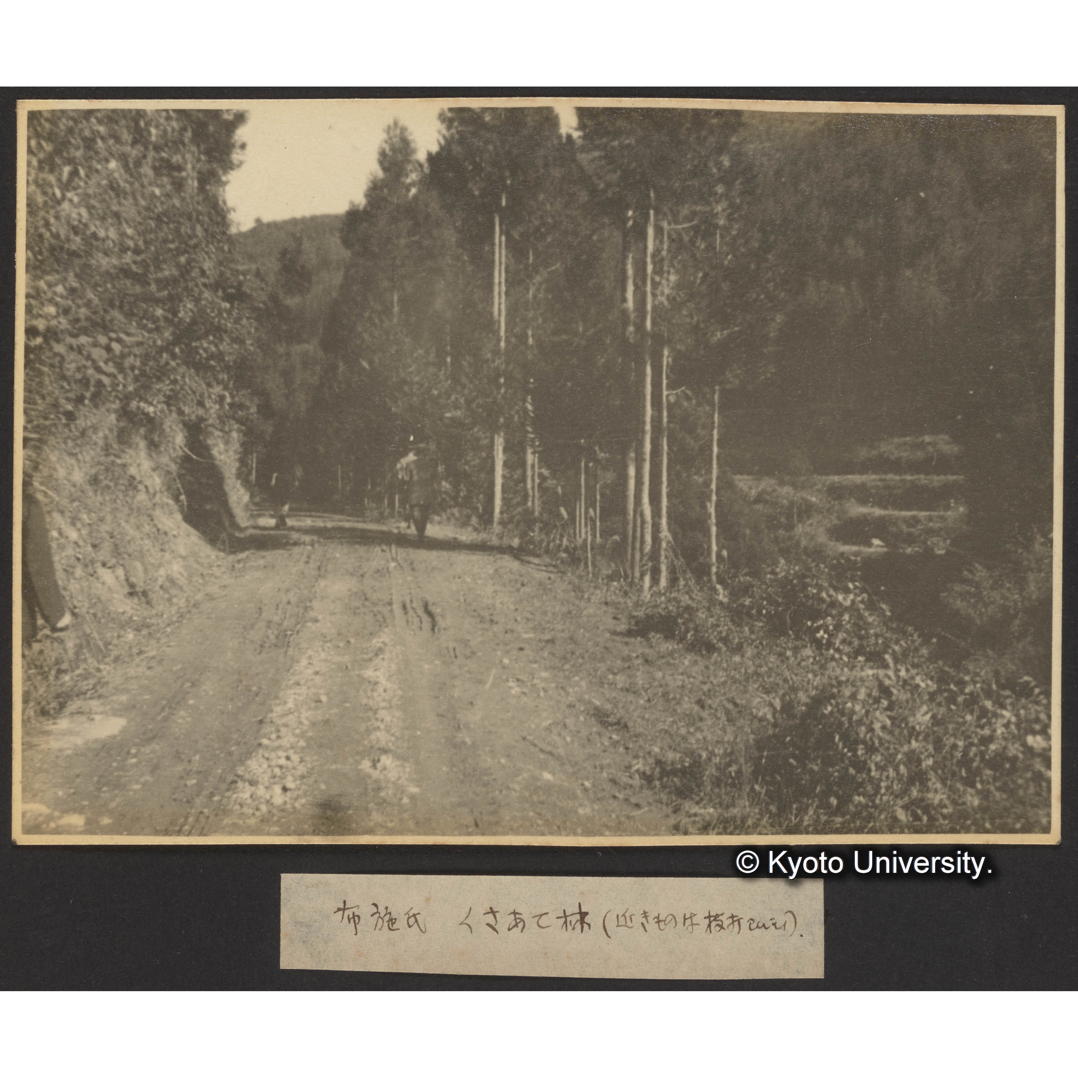 布施氏 クサアテ林（近きものは枝折せるもの） (1)