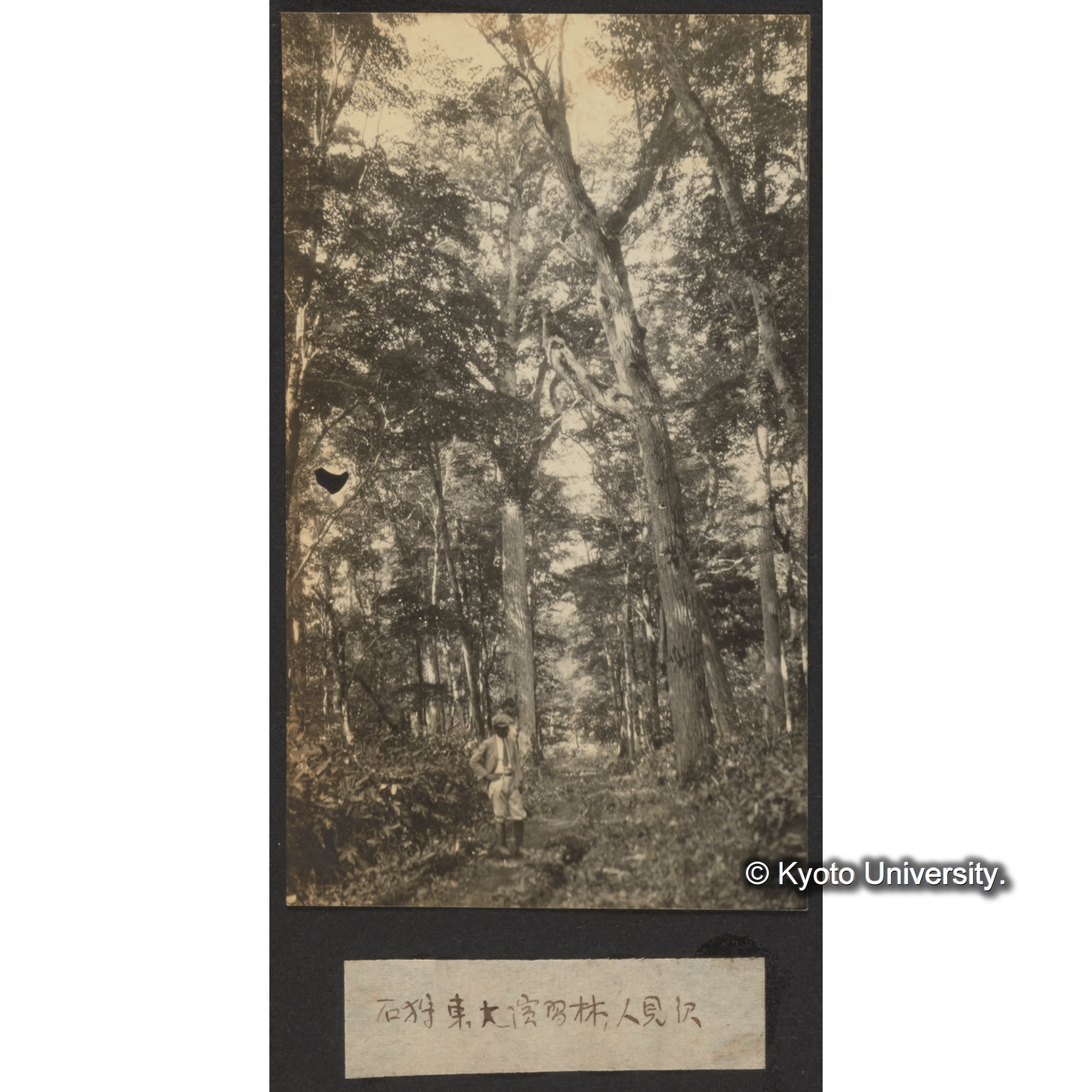 石狩東大演習林、人見沢 (1)