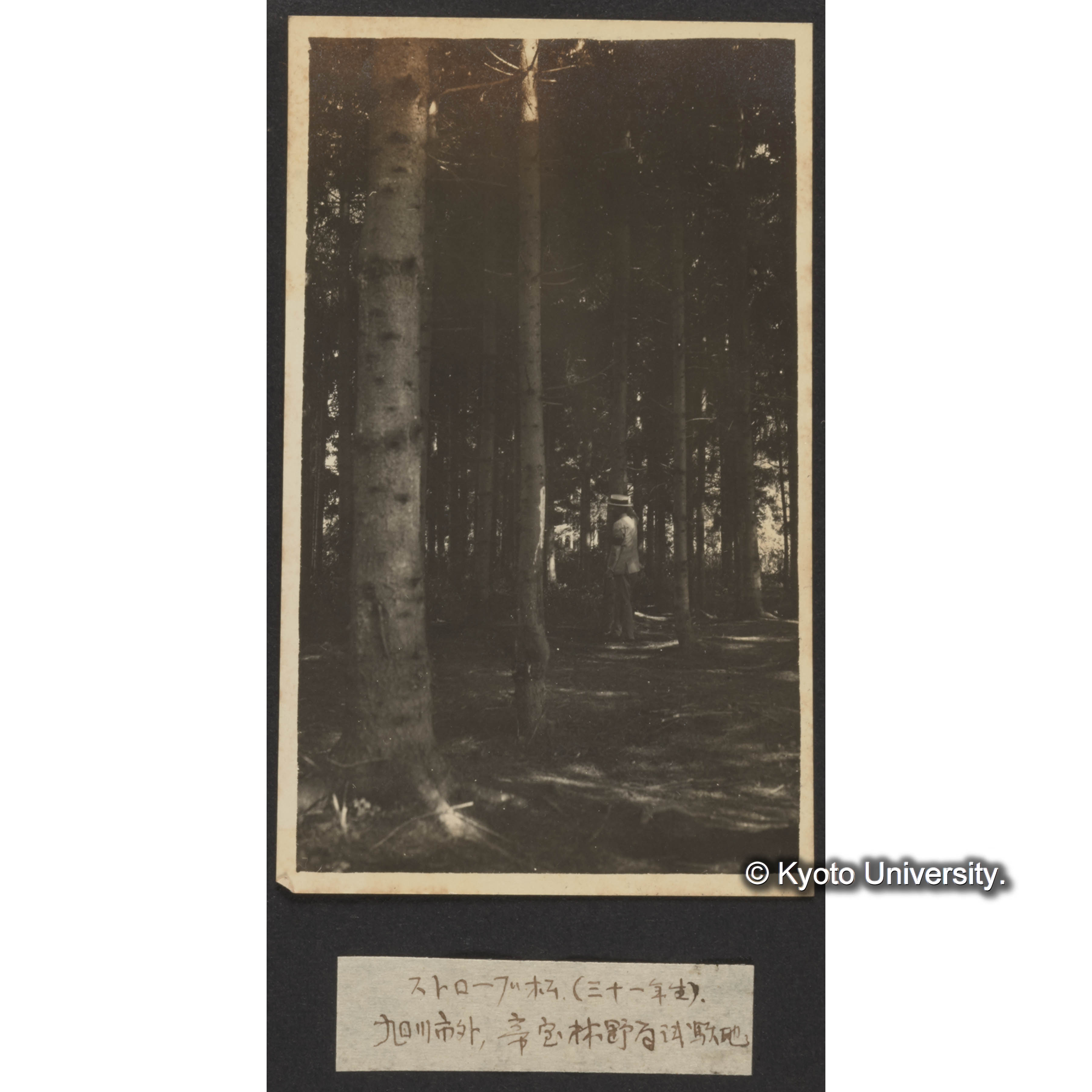 ストローブ松（三十一年生） 旭川市外、帝室林野局試験地 (1)