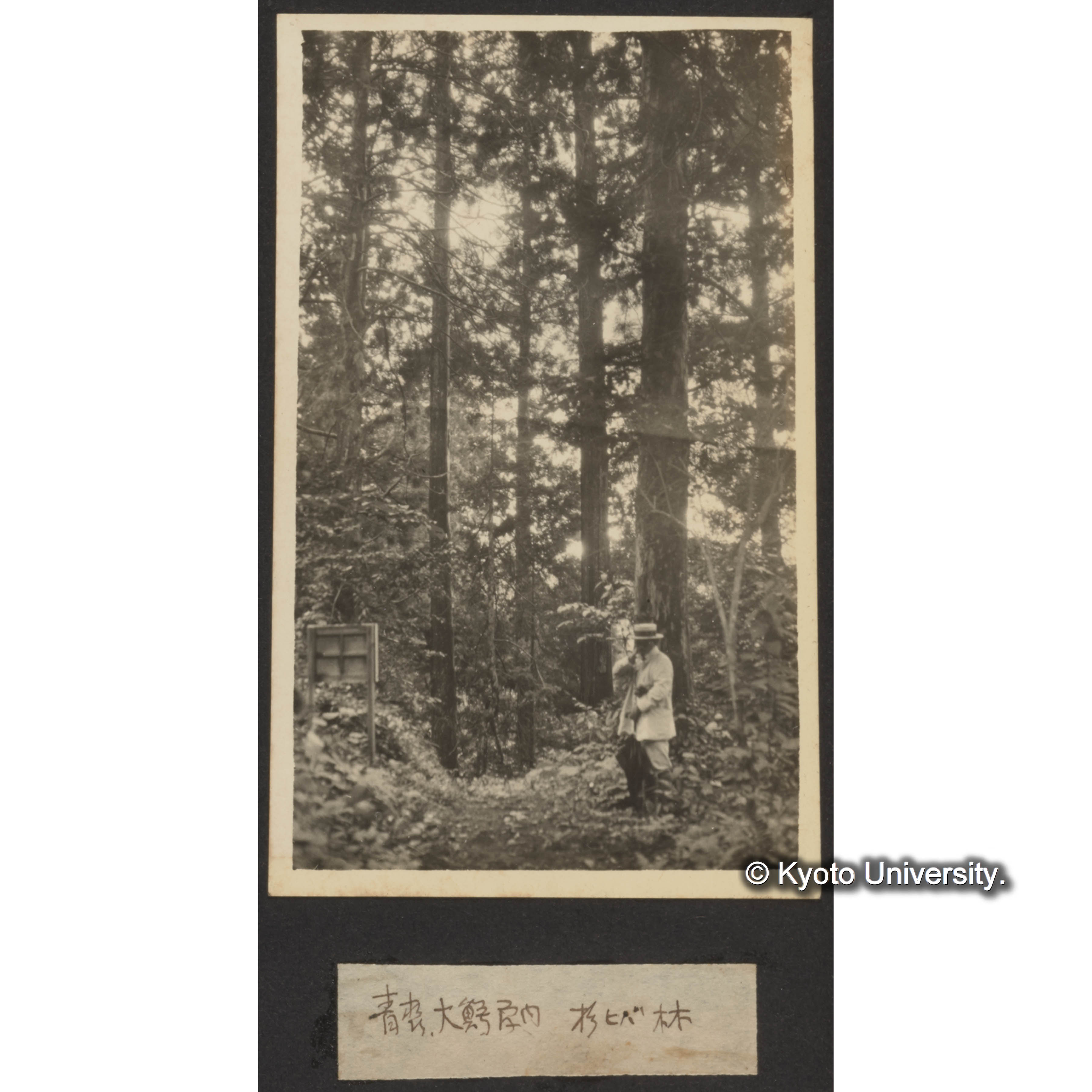 青森大鰐局内 杉ヒバ林 (1)