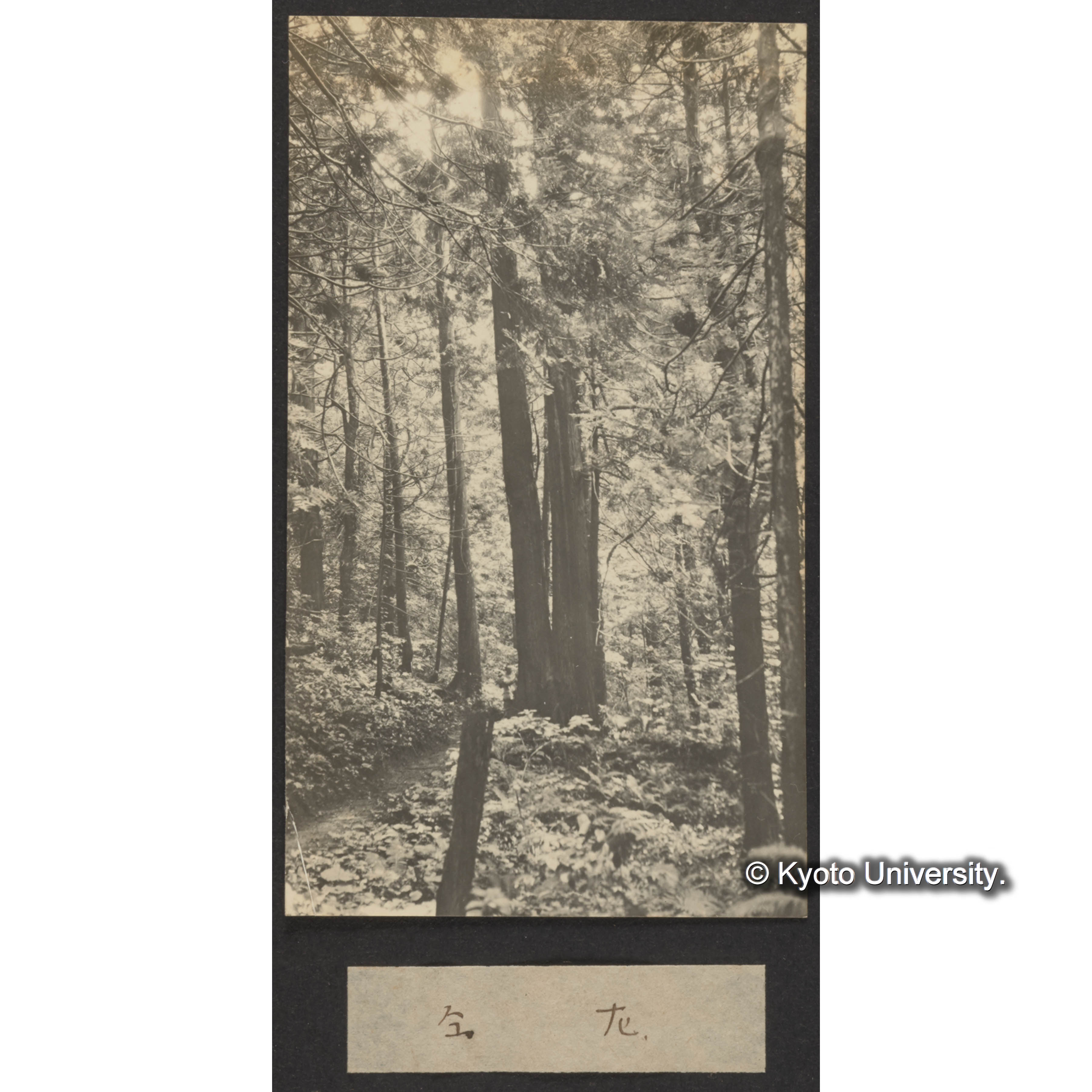 青森大鰐局内 杉ヒバ林 (1)