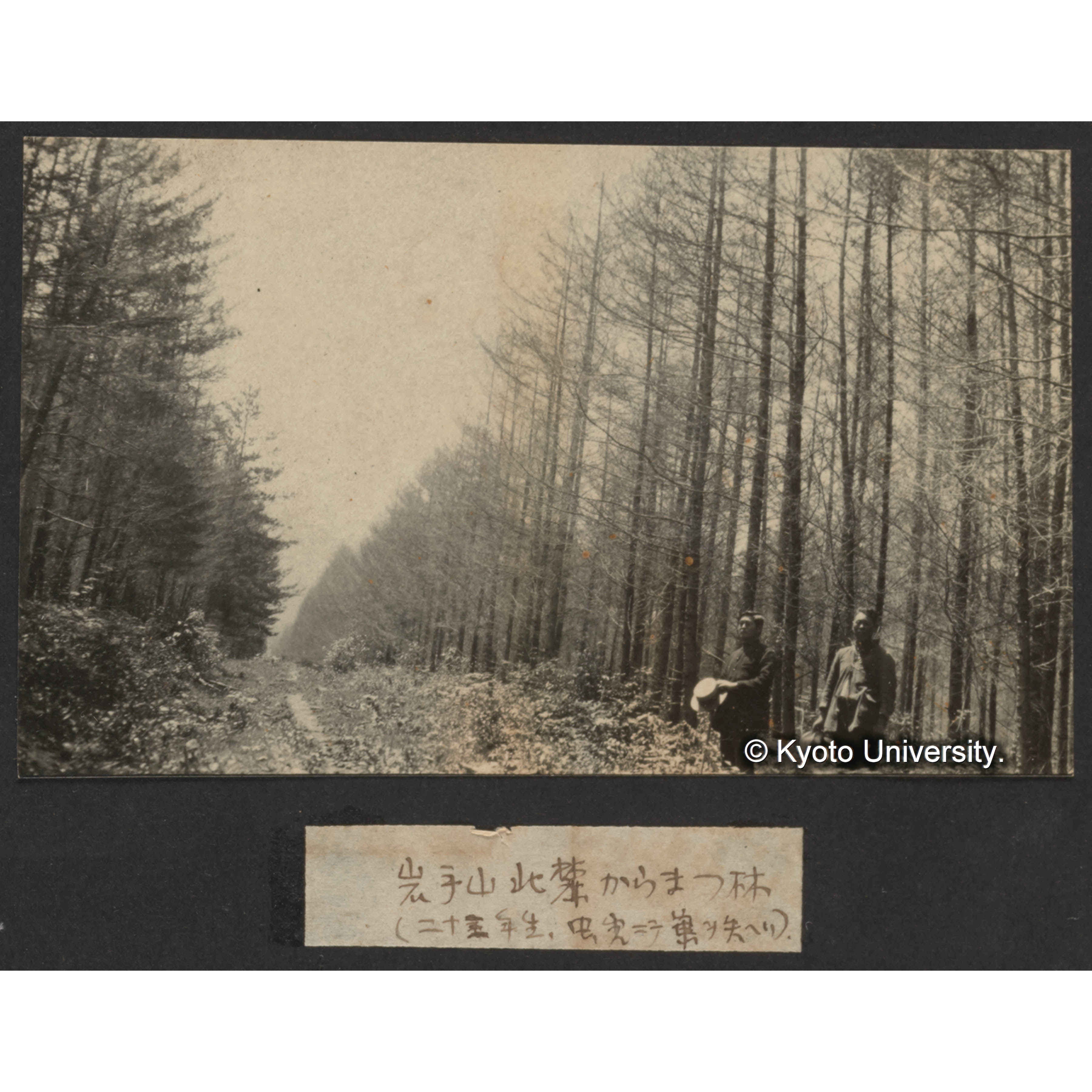 岩手山北麓カラマツ林（二十三年生、虫害にて葉を失へり） (1)