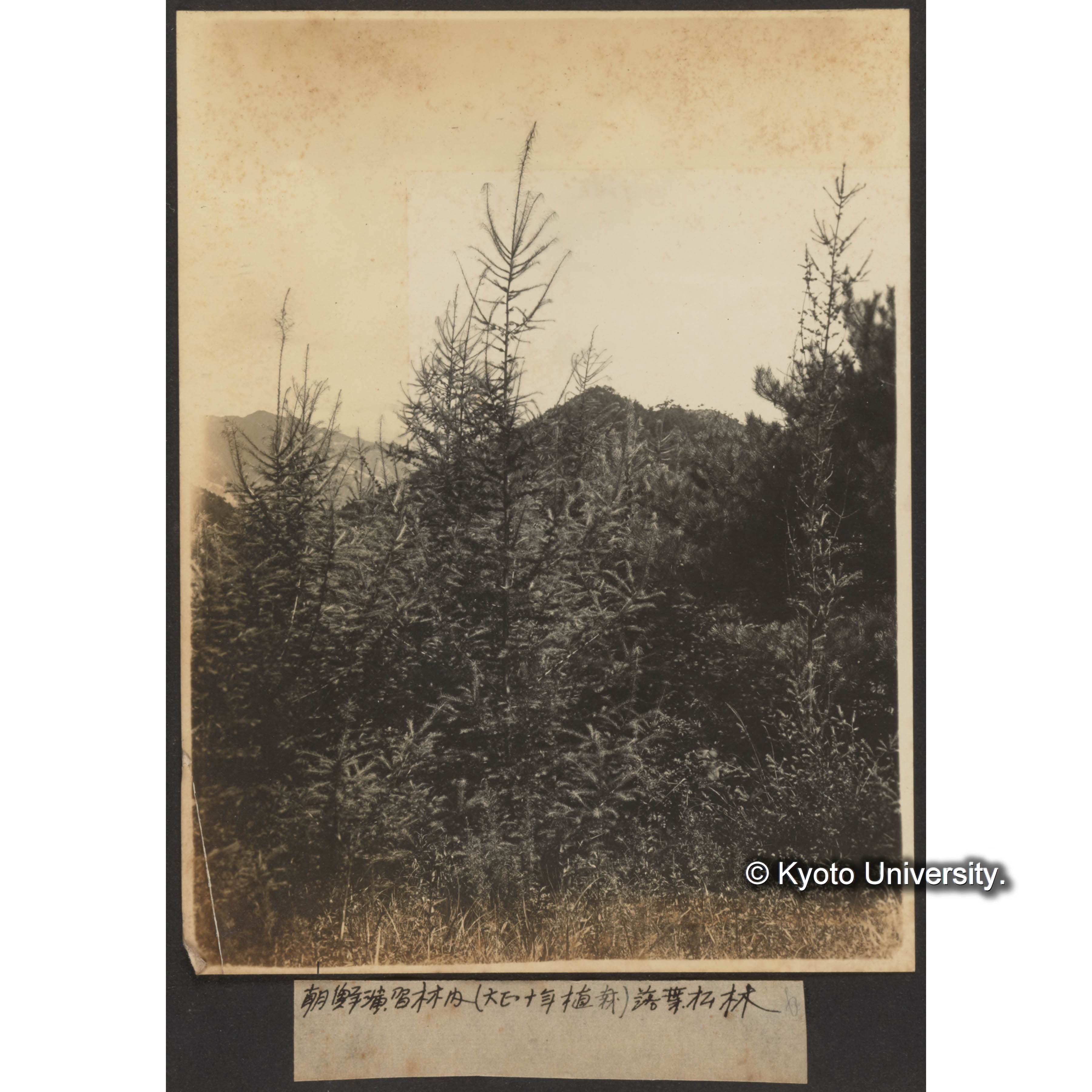 朝鮮演習林内(大正十年植栽)落葉松林 (1)