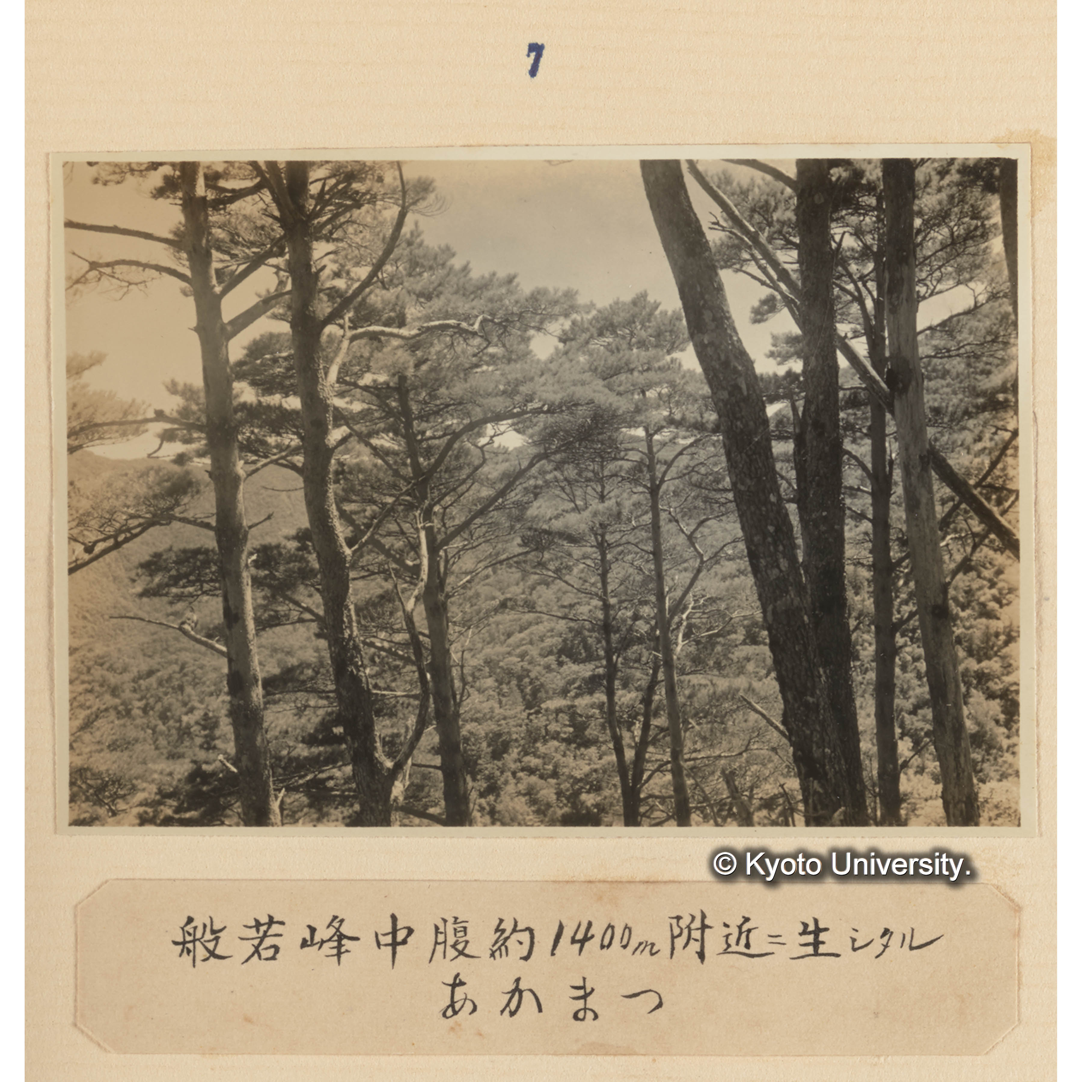 般若峰中腹約1400m附近に生じたるアカマツ (1)