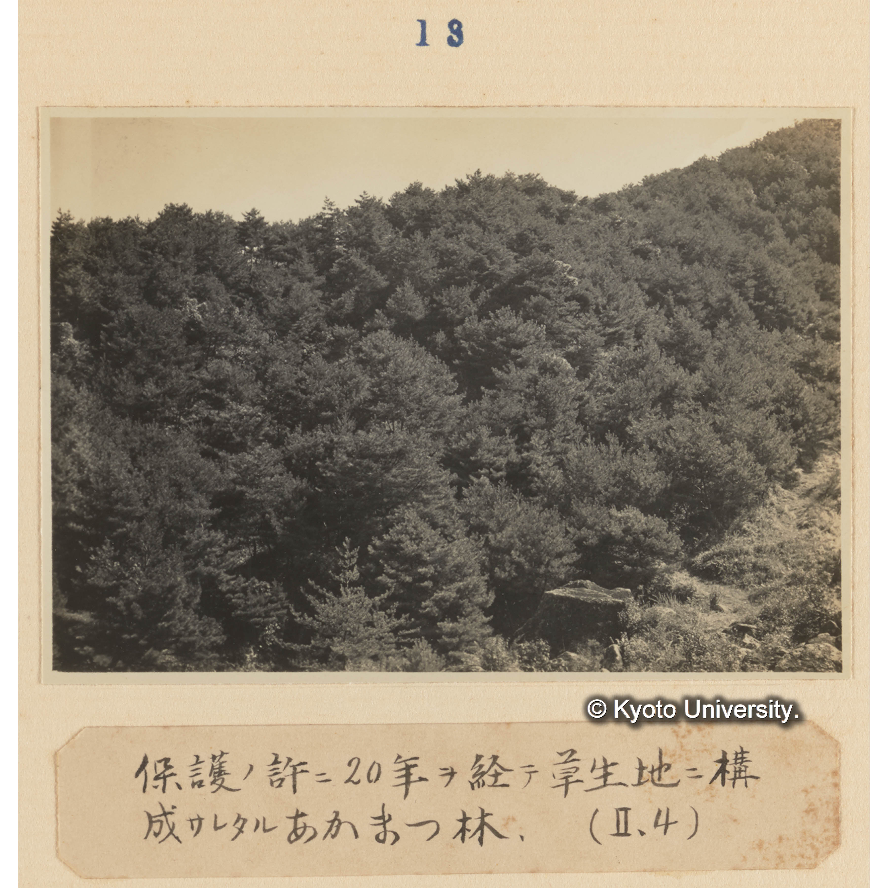 保護の許に20年を経て草生地に構成されたるアカマツ林（II、4） (1)