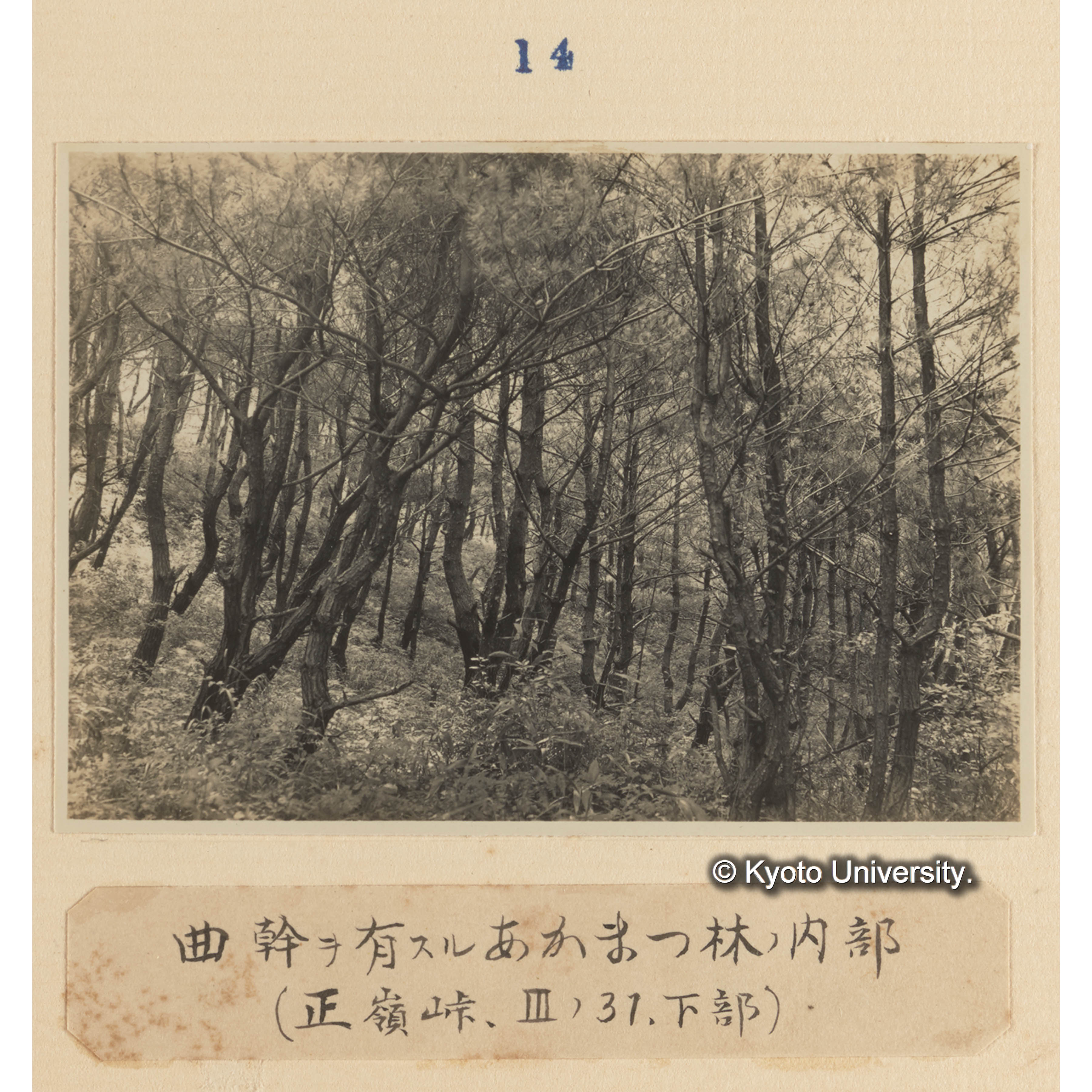 曲幹を有するアカマツ林の内部（正嶺峠、IIIの31、下部） (1)