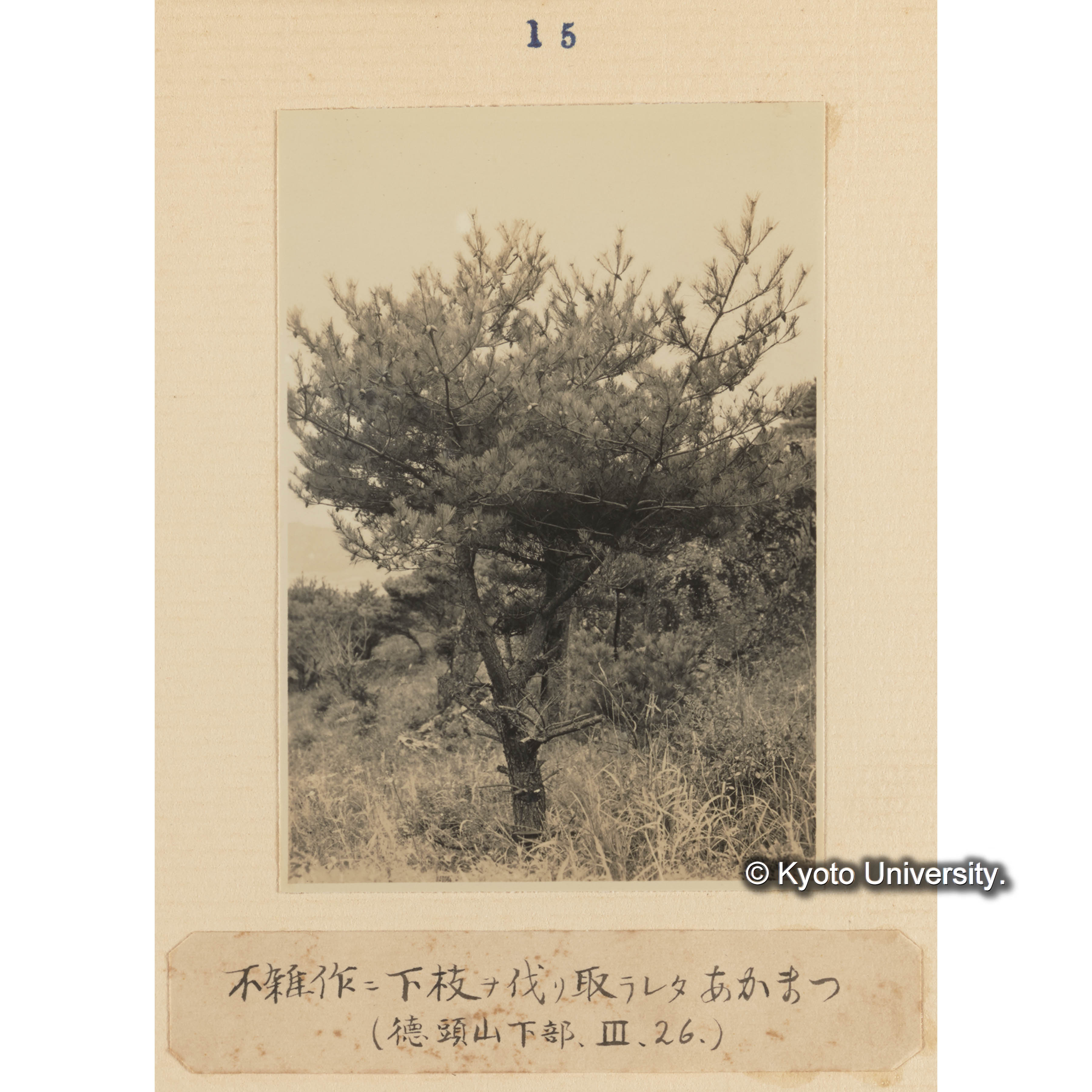 不雑作に下枝を伐り取られたアカマツ／（徳頭山下部、III、26.） (1)