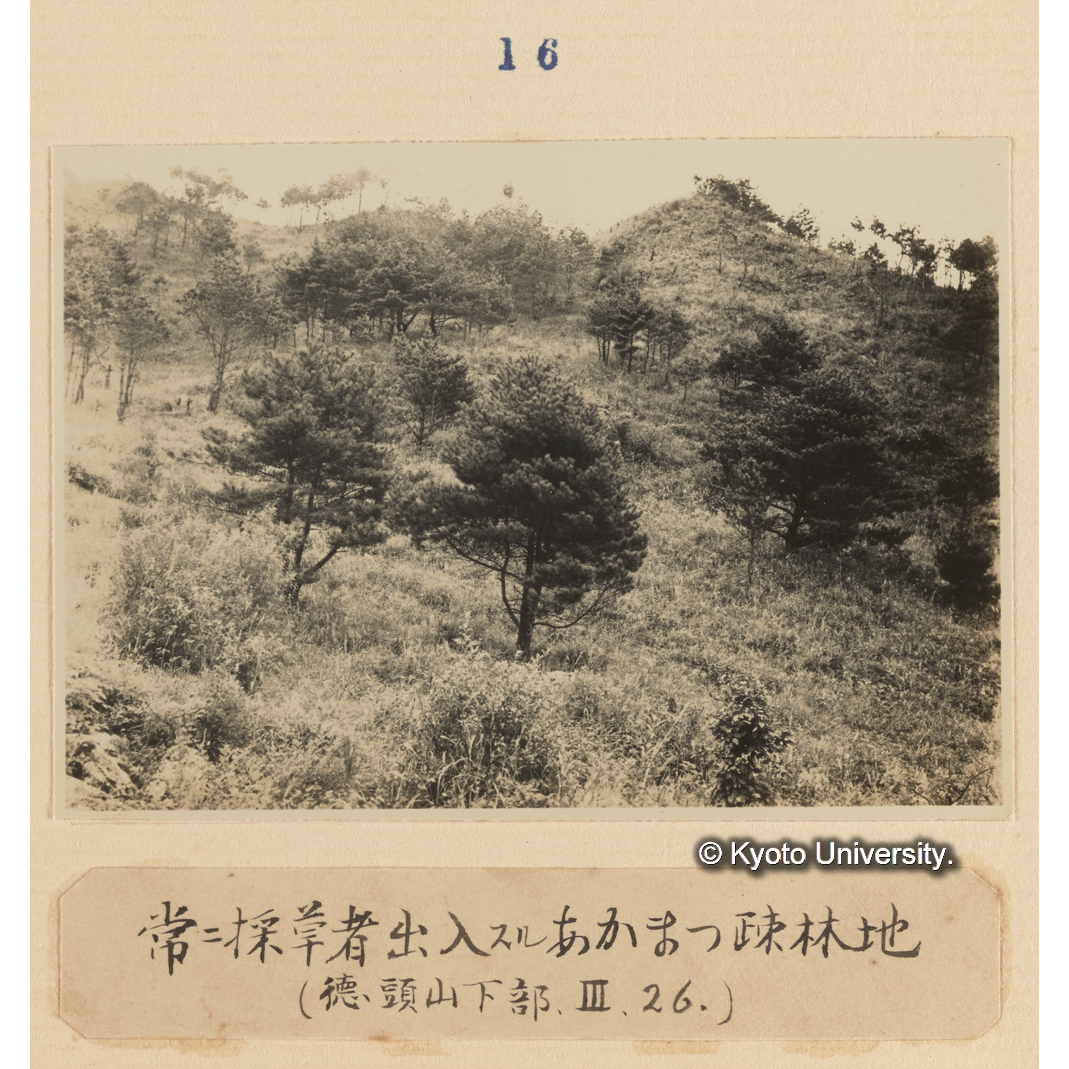 常に採草者出入するアカマツ疎林地／（徳頭山下部、III、26.） (1)