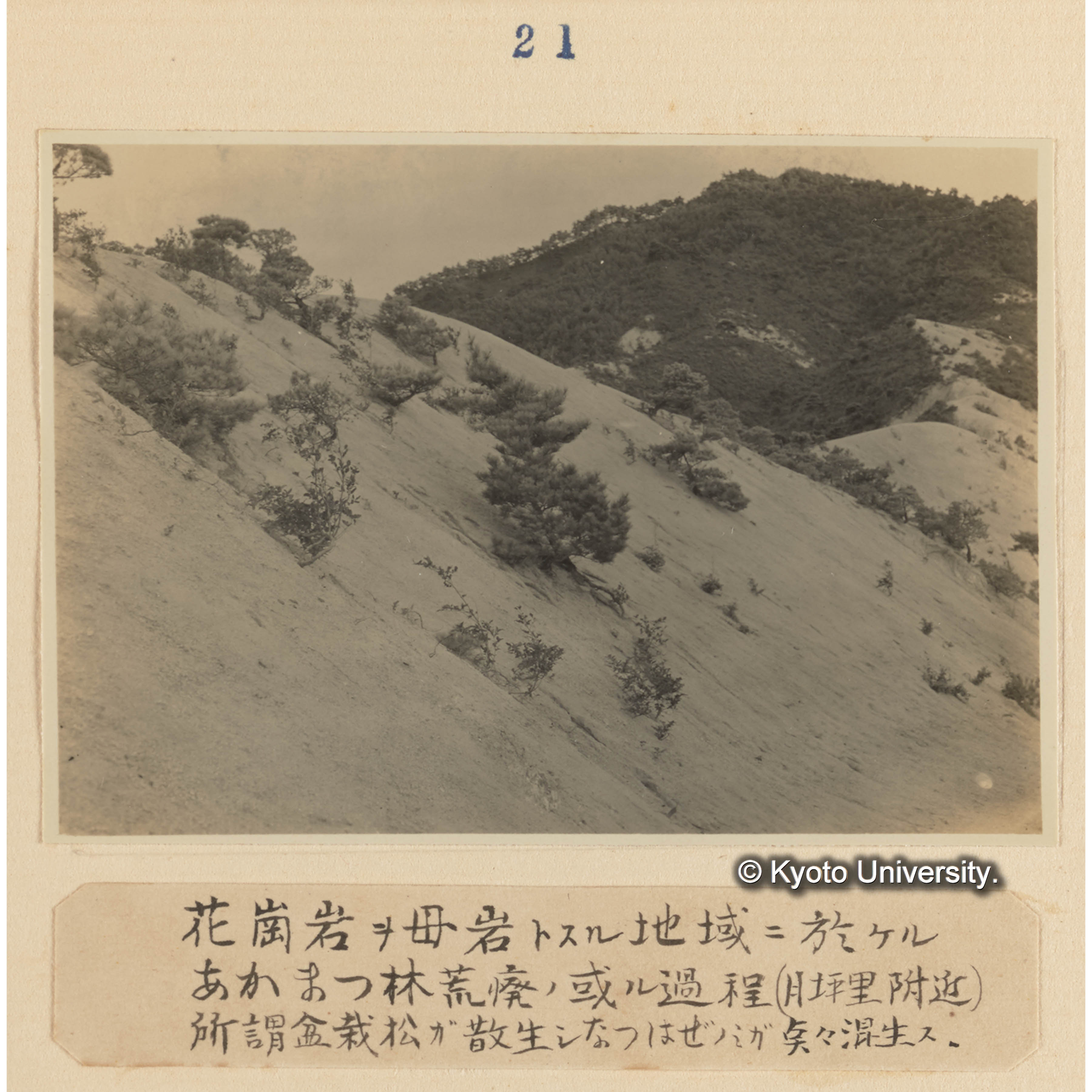 花崗岩を母岩とする地域に於けるアカマツ林荒廃の或る課程（月坪里附近）所謂盆栽松が散生しナツハゼのみが点々混生す。 (1)