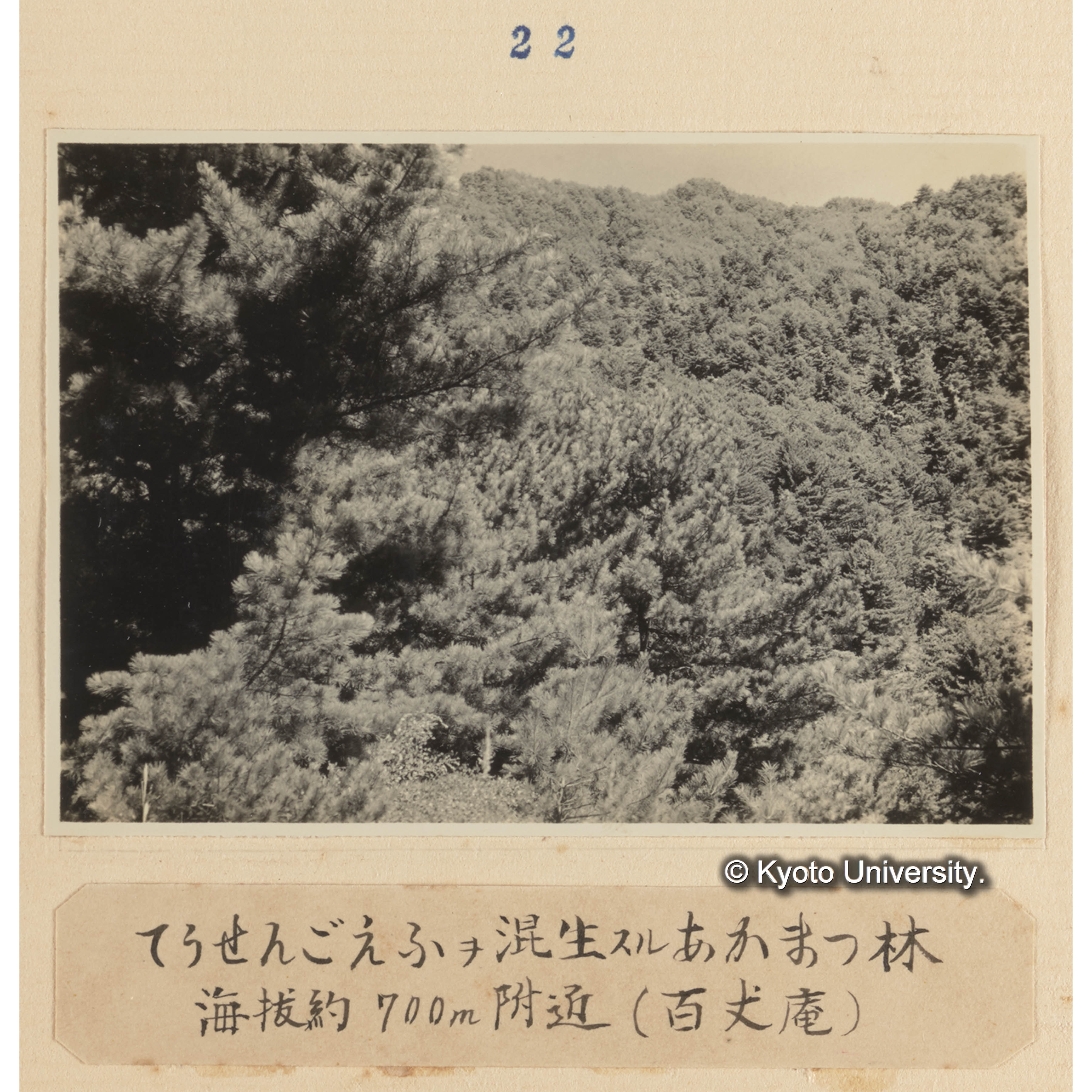 テンセンゴヨウを混生するアカマツ林／海抜約700m附近... (1)