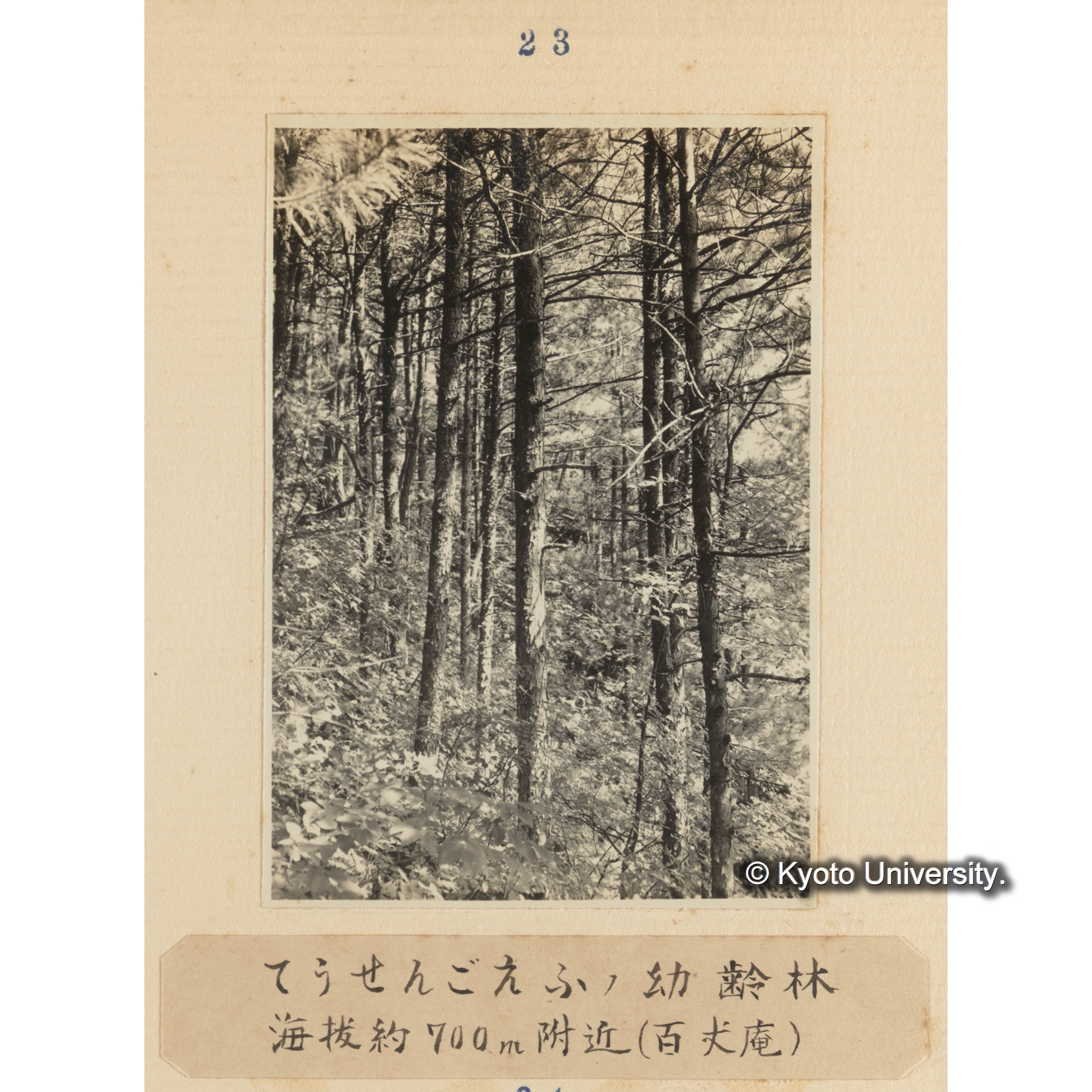 テンセンゴヨウの幼齢林／海抜約700m附近... (1)