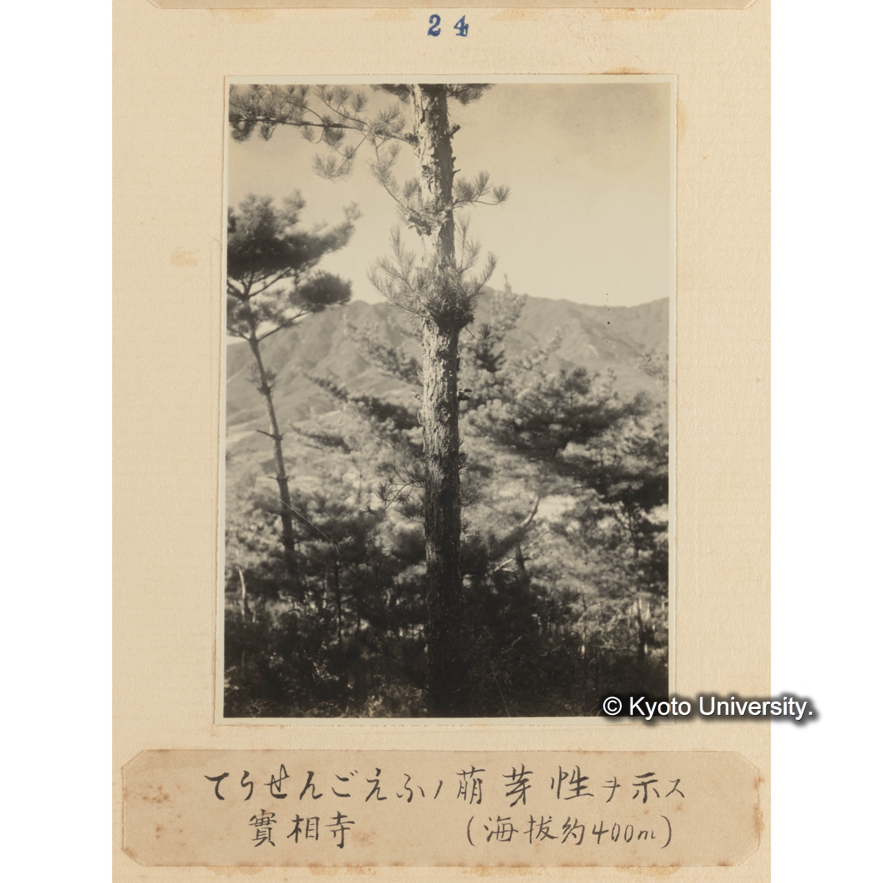 テンセンゴヨウの萌芽性を示す／実相寺（海抜約400m） (1)