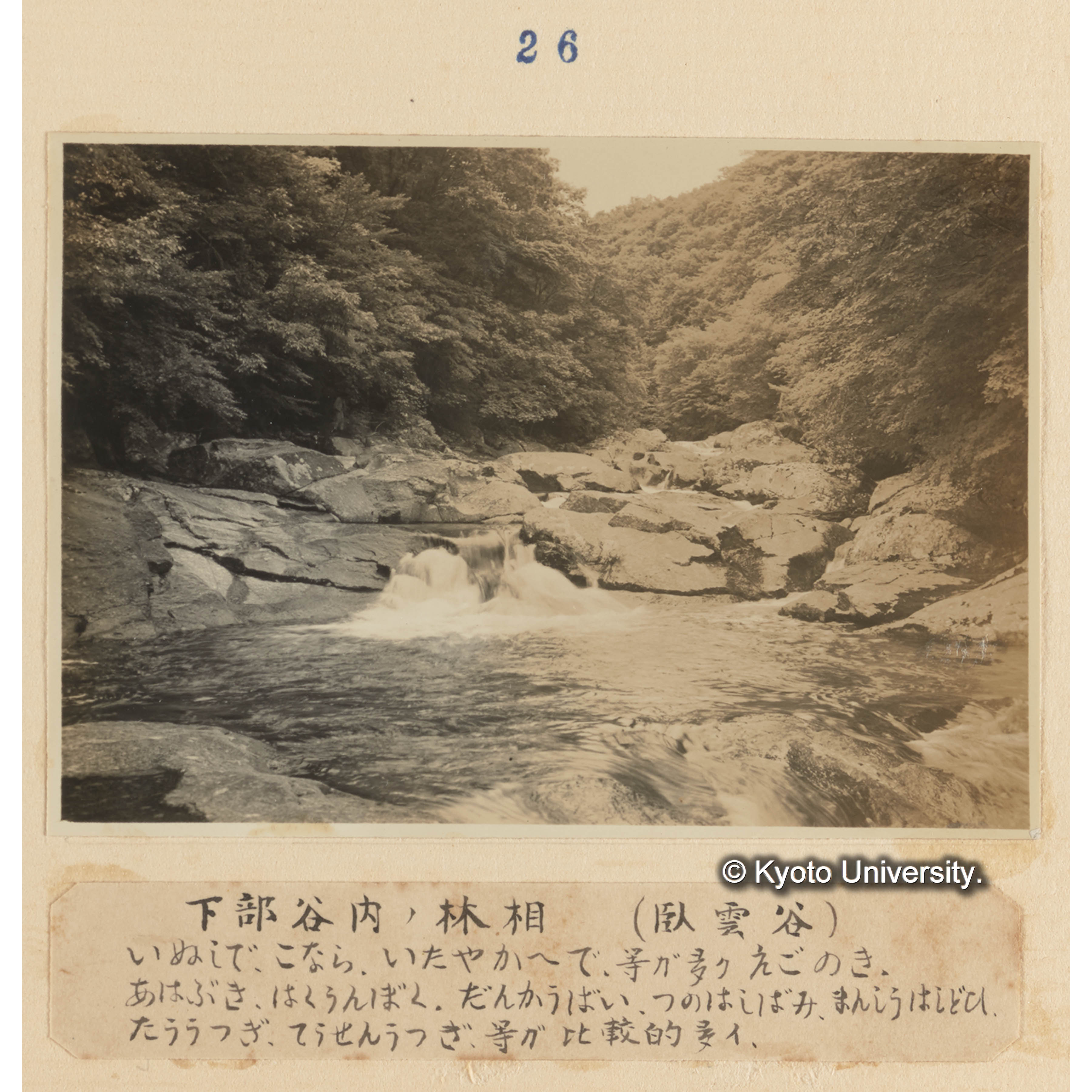 下部谷内の林相（臥雲谷）／イヌシデ、コナラ、イタヤカエデ、等が多くエゴノキ、アワブキ、ハクウンボク、ダンコウバイ、ツノハシバミ、マンシュウハシドイ、トウウツギ、チョウセンウツギ、等が比較的多い。 (1)