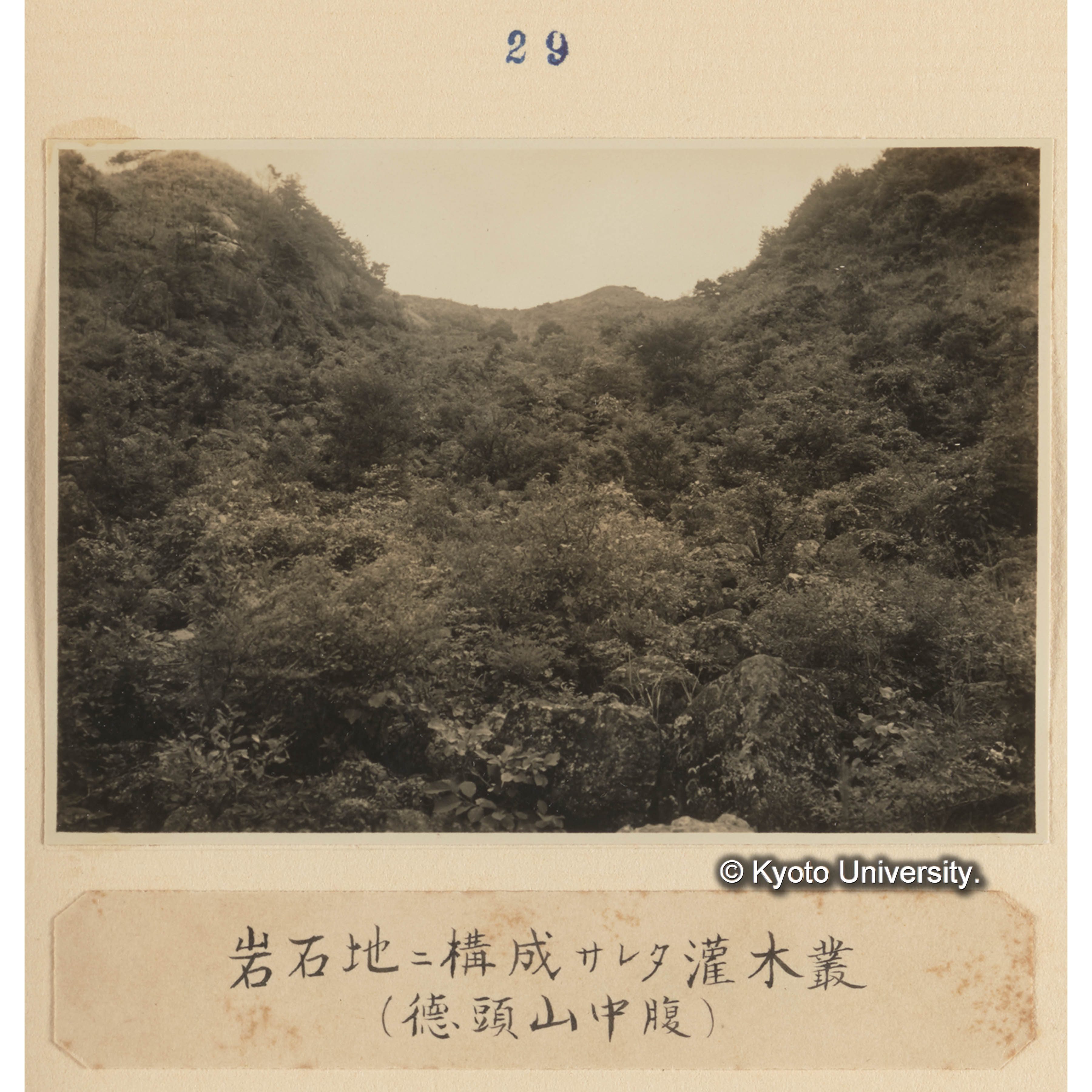 岩石地に構成された灌木叢（德頭山中腹） (1)