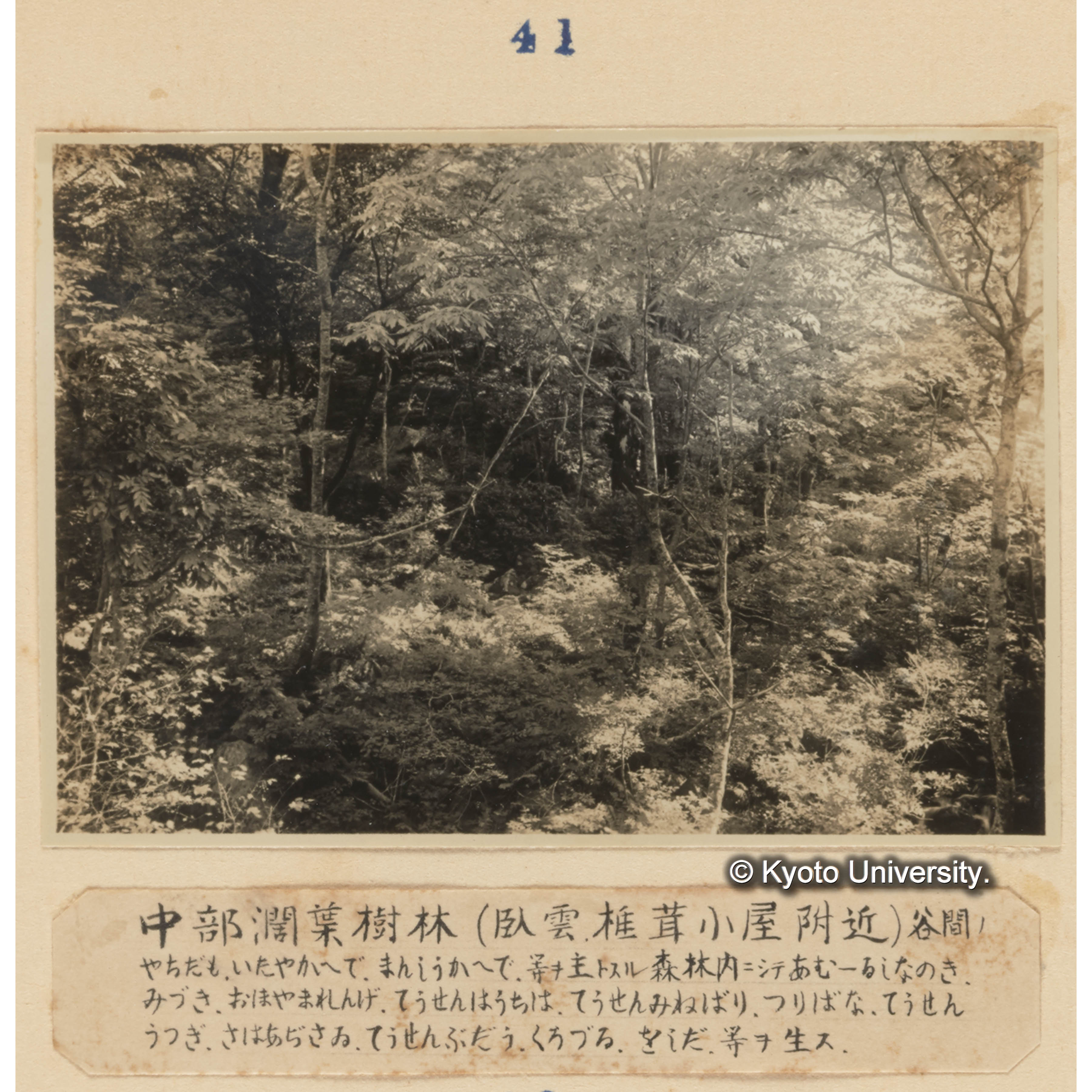 中部闊葉樹林（臥雲、椎茸小屋附近）／谷間のヤチダモ、イタヤカエデ、マンシュウカエデ、等を主とする森林内にしてアムールシナノキ、ミズキ、オオヤマレンゲ、チョウセンハウチワ、チョウセンミネバリ、ツリバナ、チョウセンウツギ、サワアジサイ、チョウセンブドウ、クロヅル、オシダ、等を生ず。 (1)