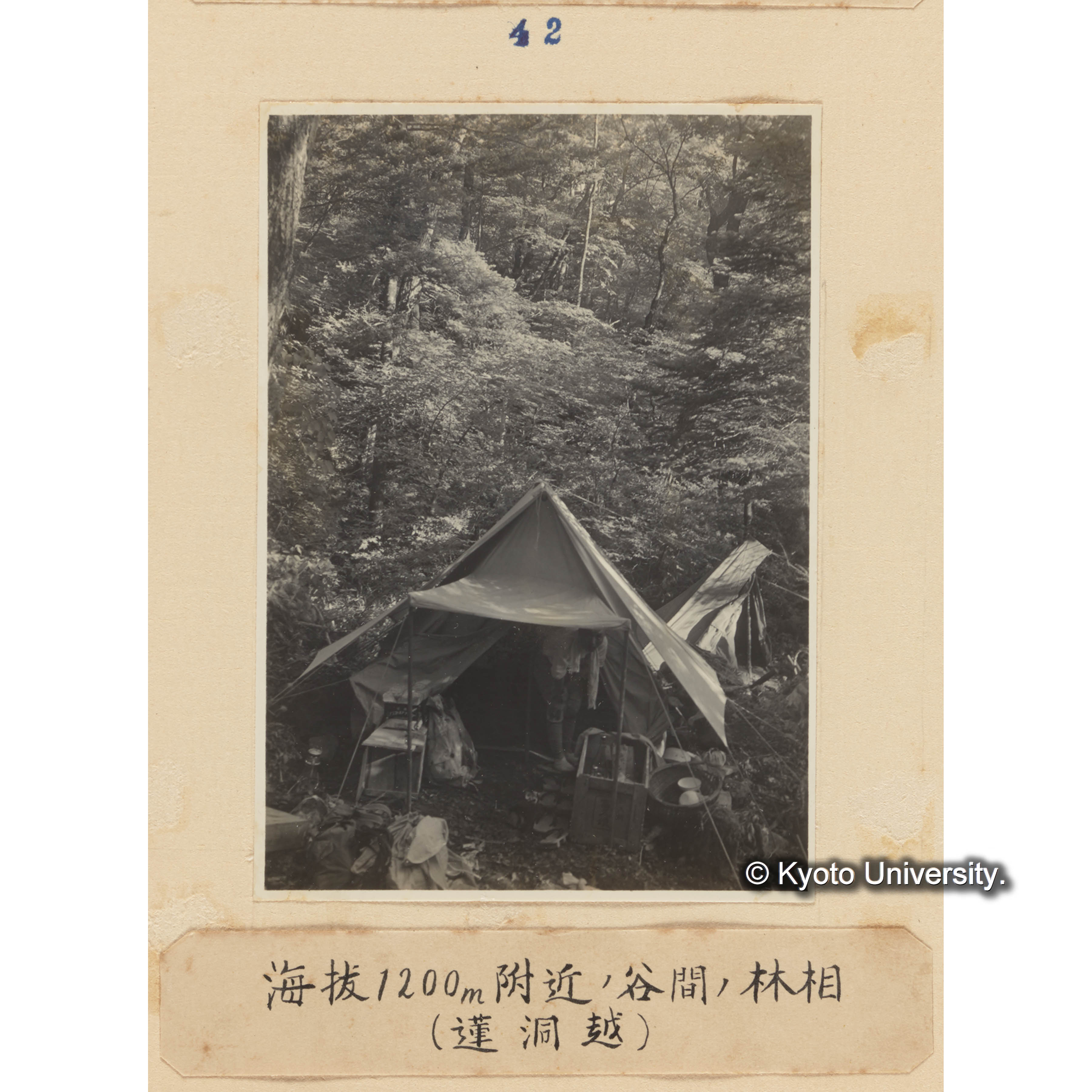 海抜1200m附近の谷間の林相（蓮洞越） (1)