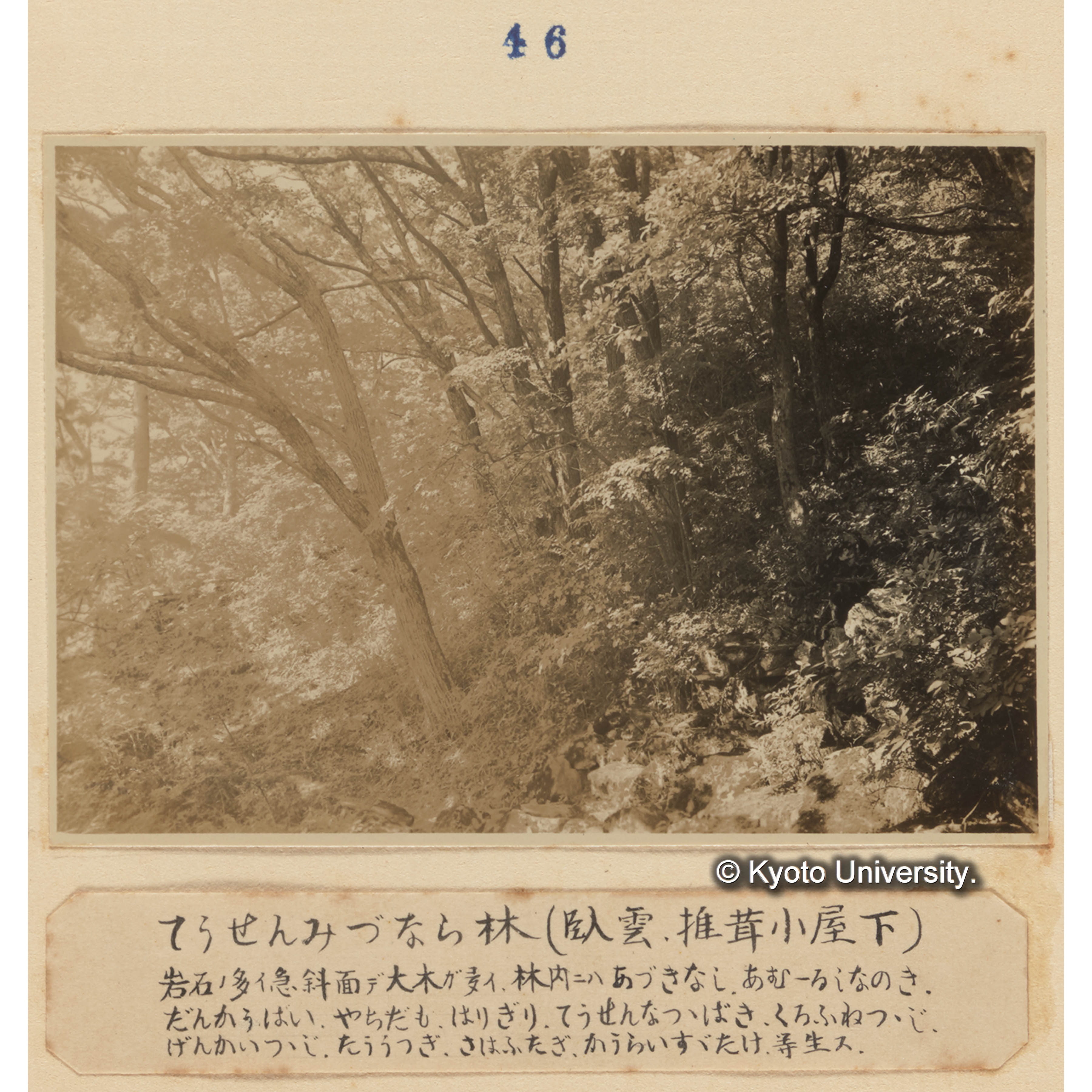 チョウセンミズナラ林（臥雲、椎茸小屋下）／岩石の多い急斜面で大木が多い。林内にはアズキナシ、アムールシナノキ、ダンコウバイ、ヤチダモ、ハリギリ、チョウセンナツツバキ、クロフネツツジ、ゲンカイツツジ、トウウツギ、サワフタギ、コウライスズタケ、等生ず。 (1)