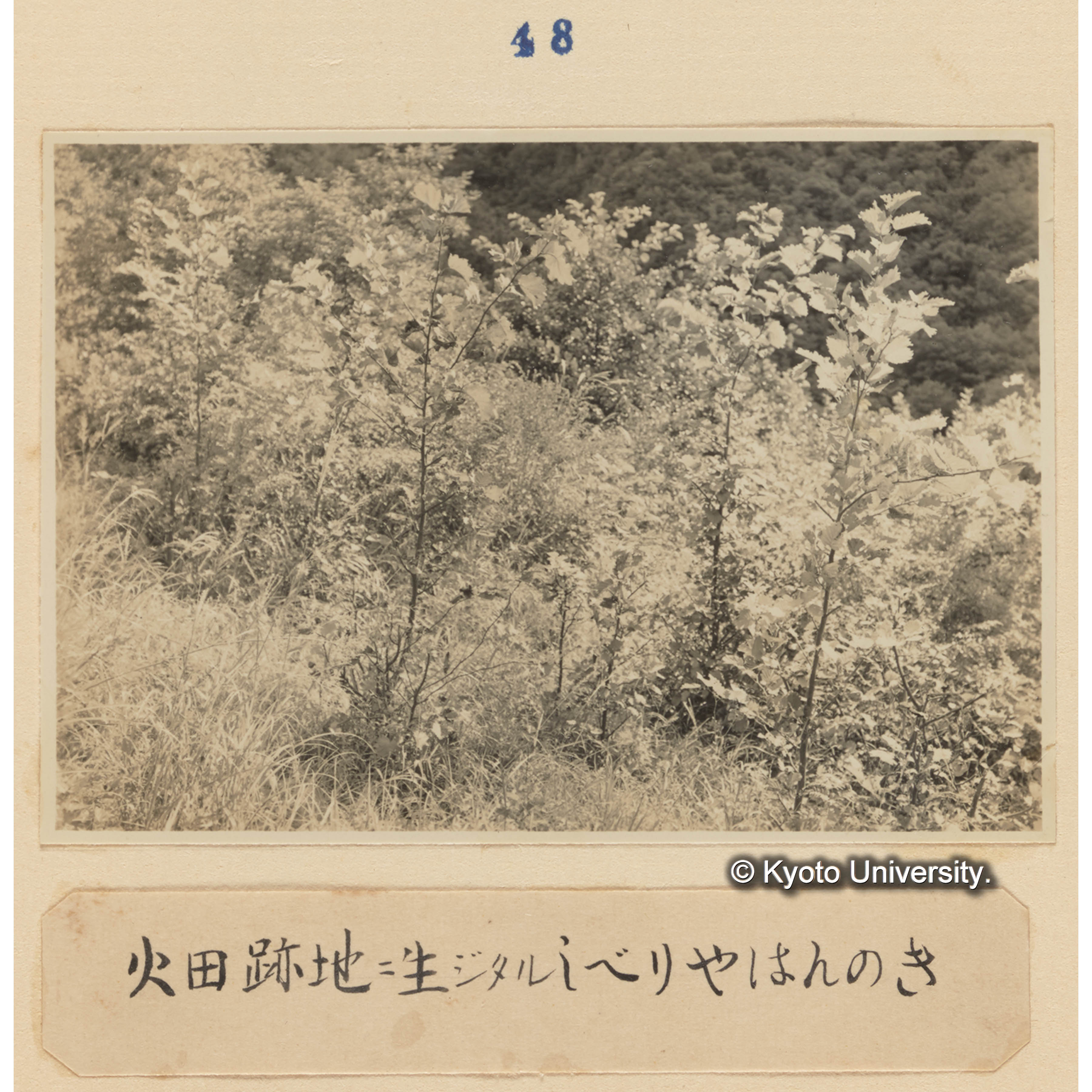 火田跡地に生じたるシベリアハンノキ (1)