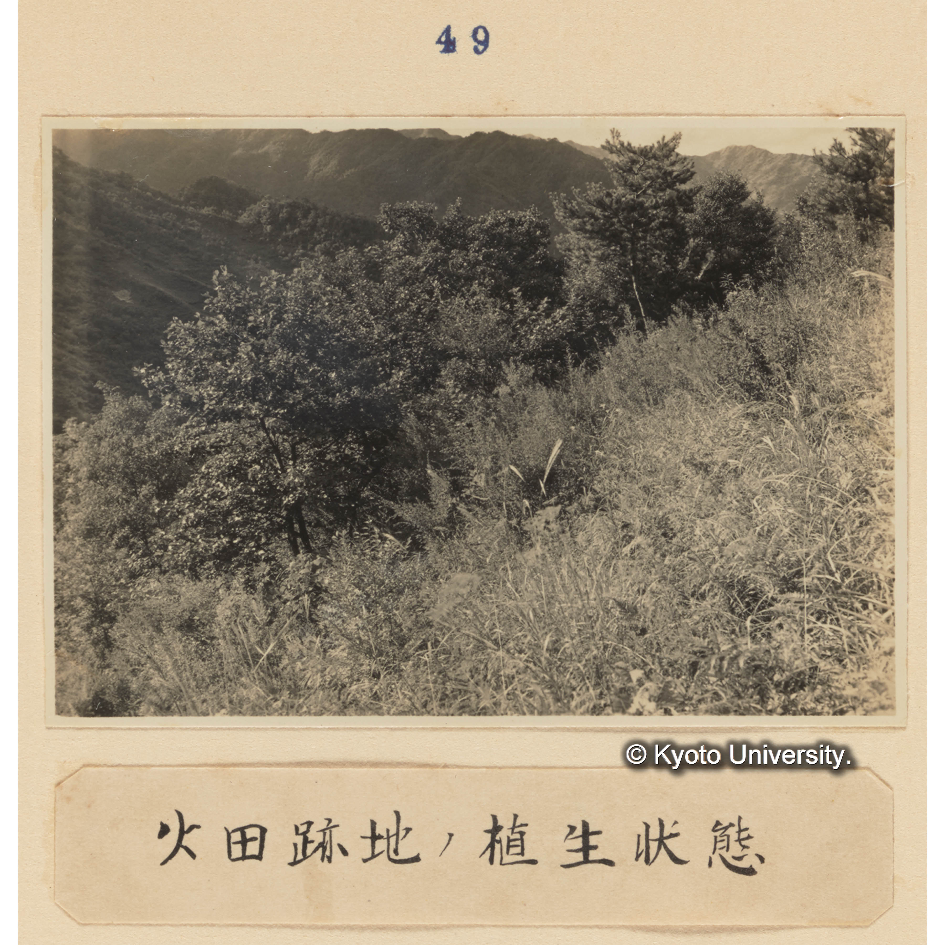 火田跡地の植生状態 (1)