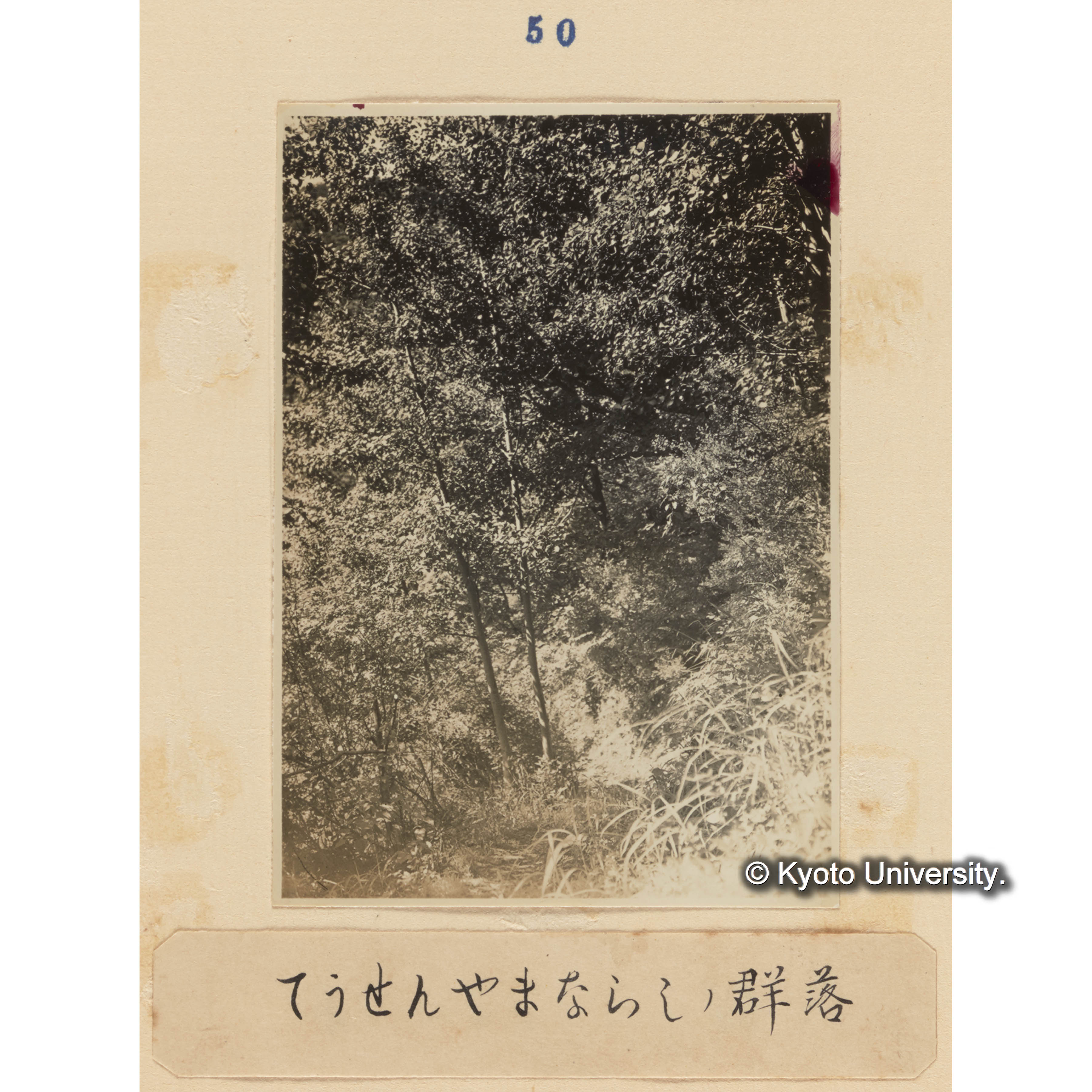 チョウセンヤマナラシの群落 (1)