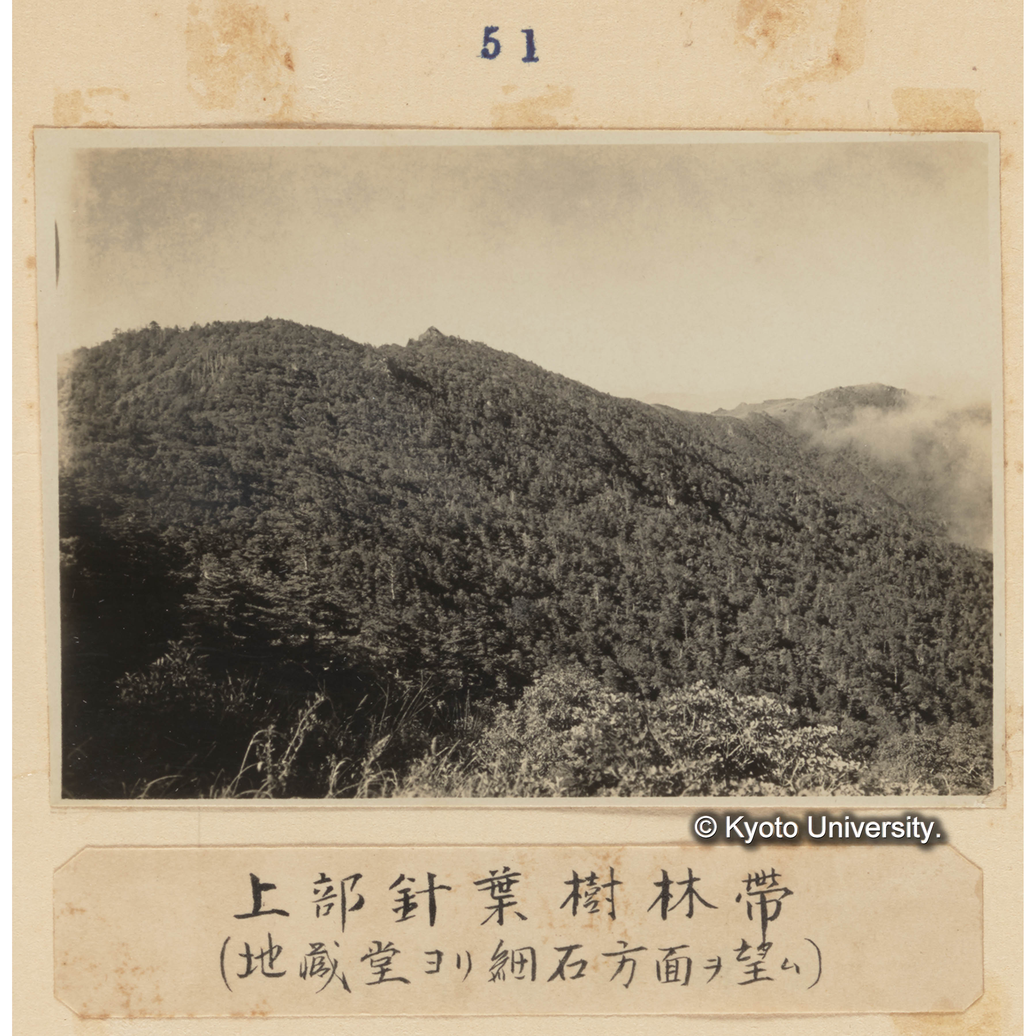 上部針葉樹林帯（地蔵堂より細石方面を望む） (1)