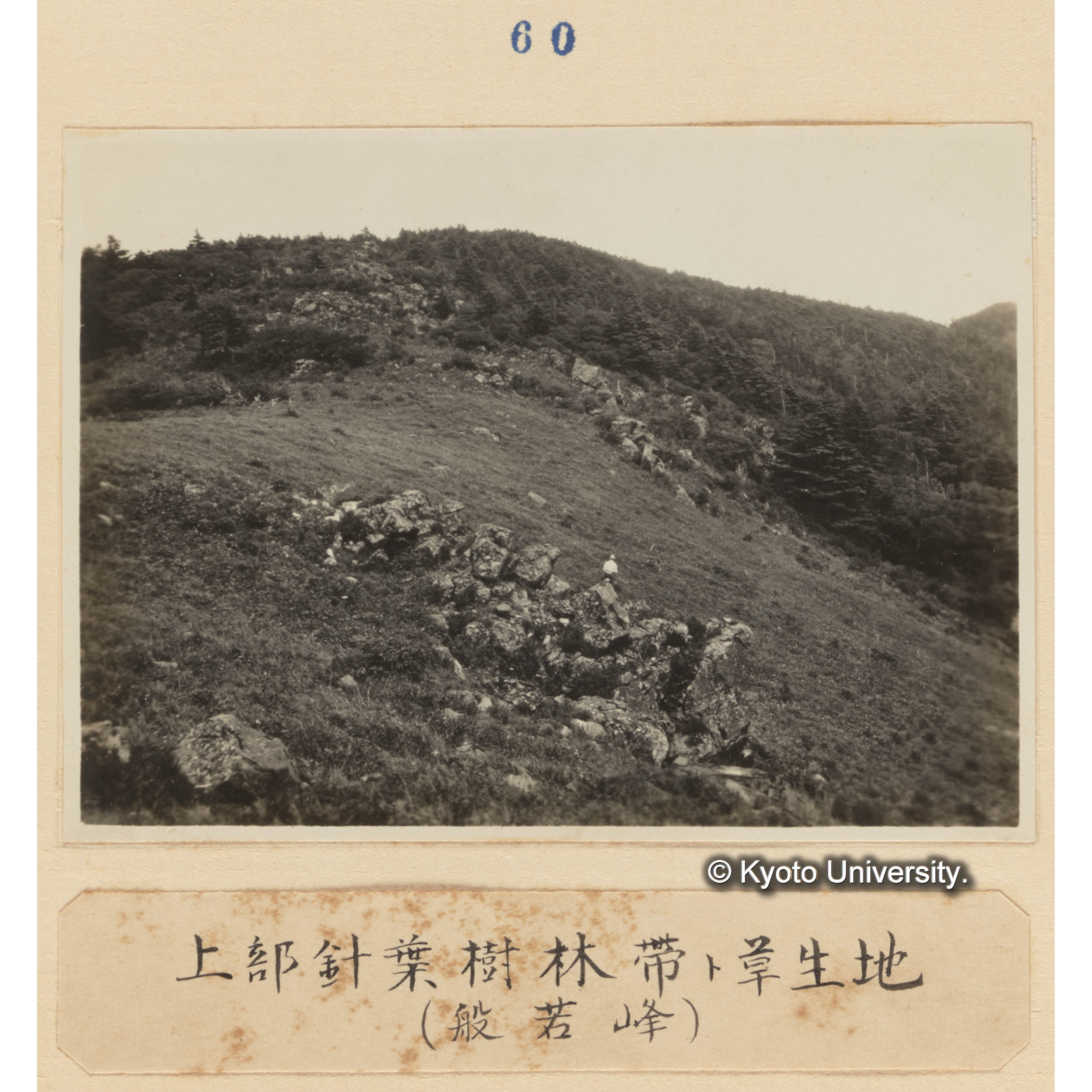 上部針葉樹林帯と草生地（般若峰） (1)