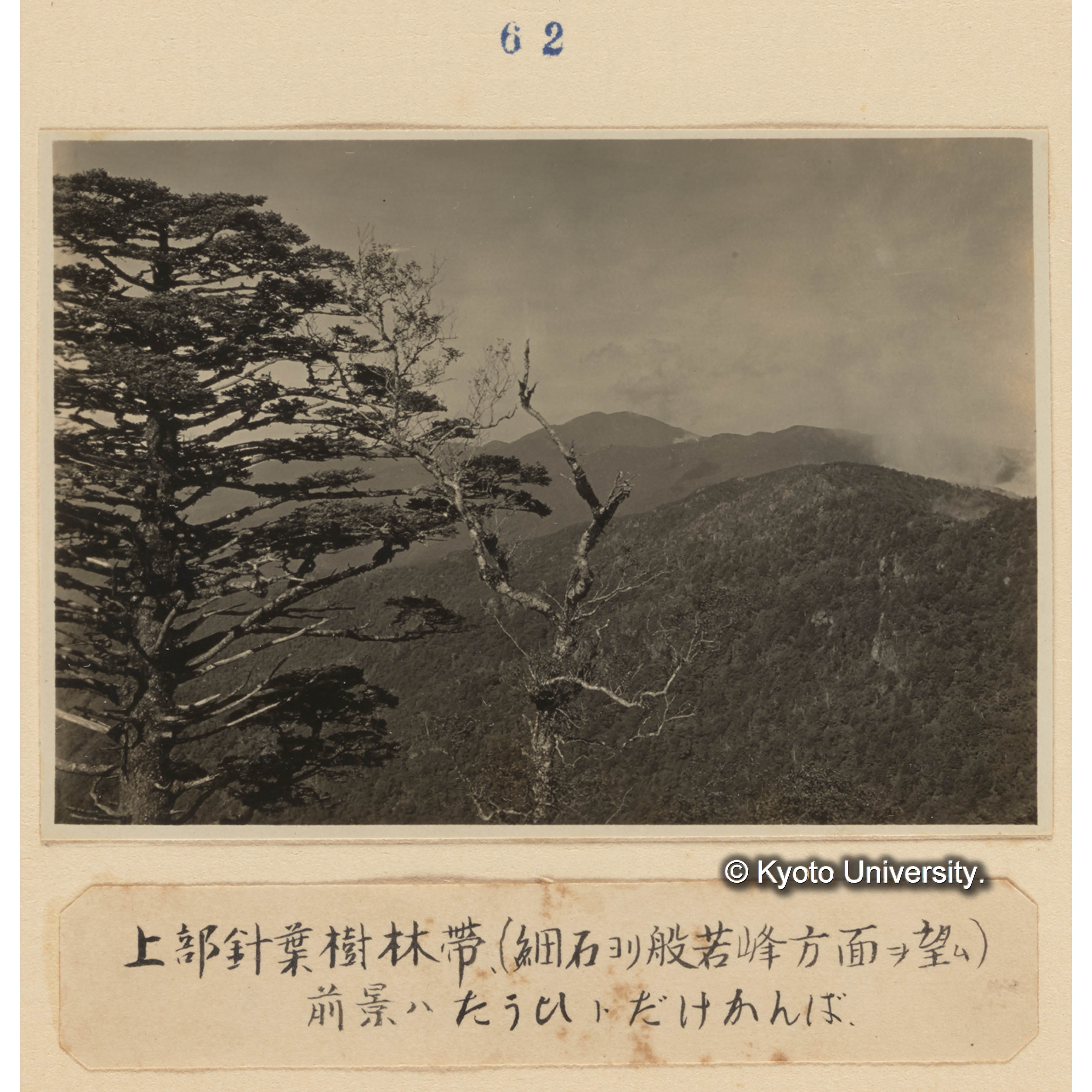 上部針葉樹林帯（細石より般若峰方面を望む）／前景はトウヒとダケカンバ (1)