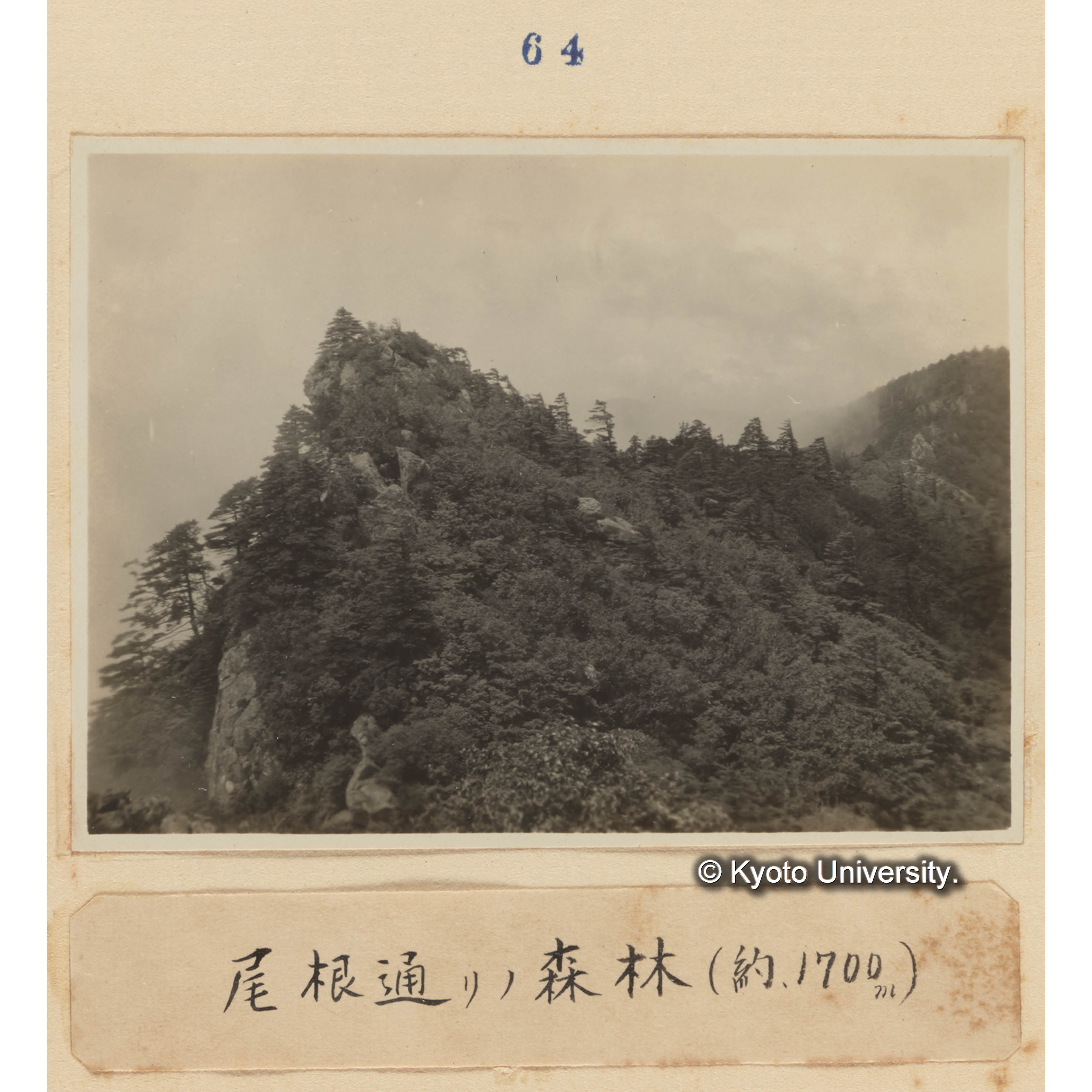 尾根通りの森林（約、1700m） (1)