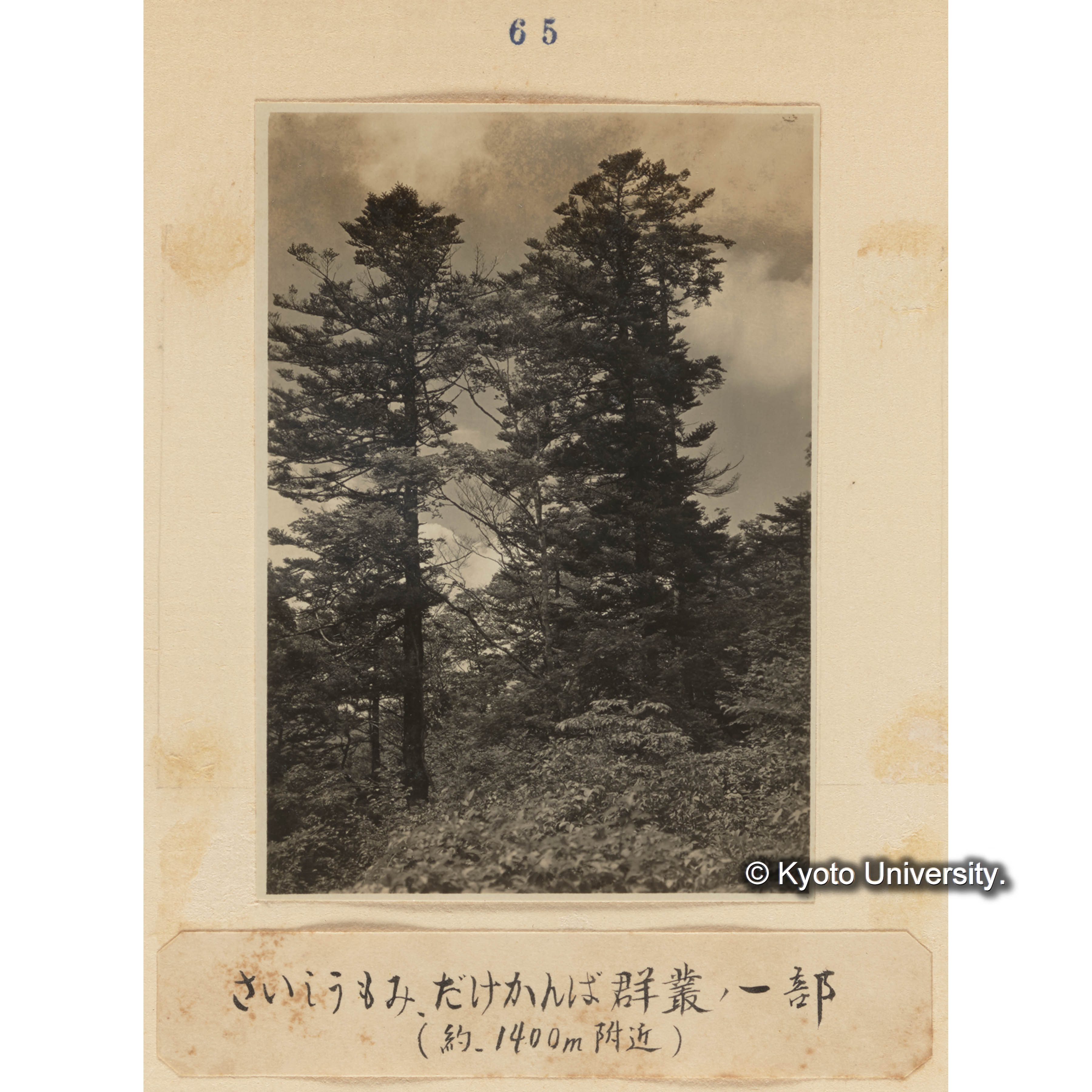 サイシュウモミ、ダケカンバ群叢の一部（約、1400m附近） (1)