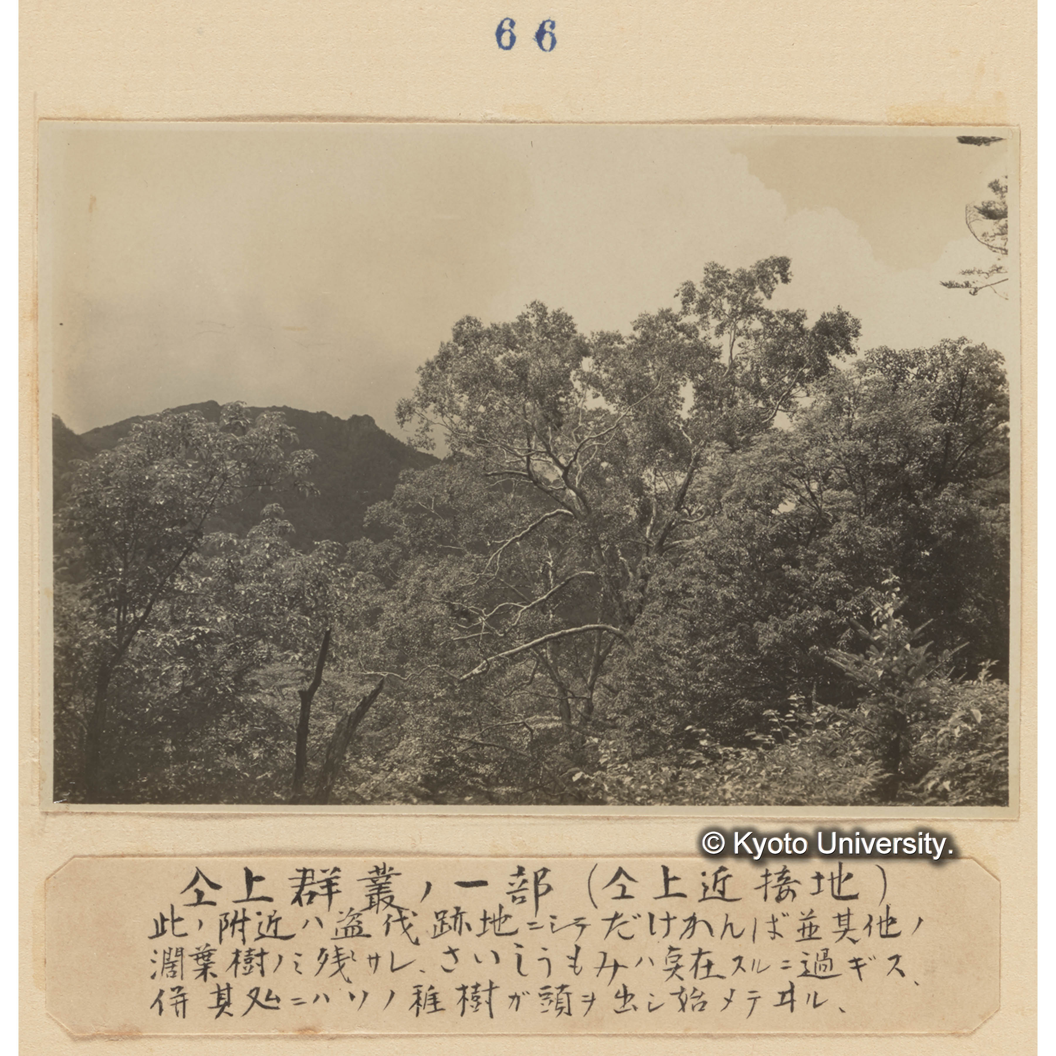 同上群叢の一部（同上近接地）／其の附近は盗伐跡地にしてダケカンバ並其他の闊葉樹のみ残され、サイシュウモミは点在するに過ぎず、併其処にはその稚樹が頭を出し始めている。 (1)