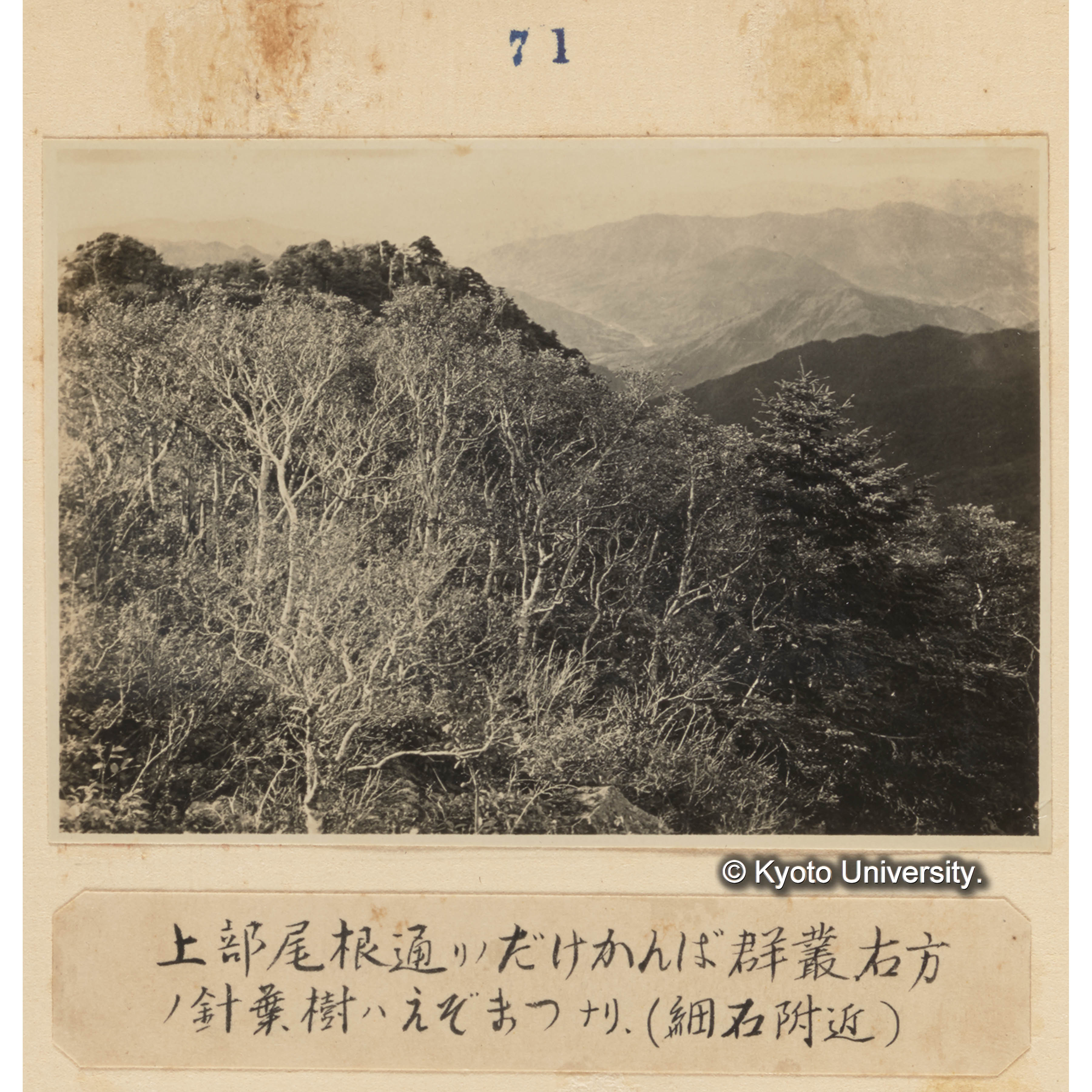 上部尾根通りのダケカンバ群叢、右方の針葉樹はエゾマツなり。（細石附近） (1)