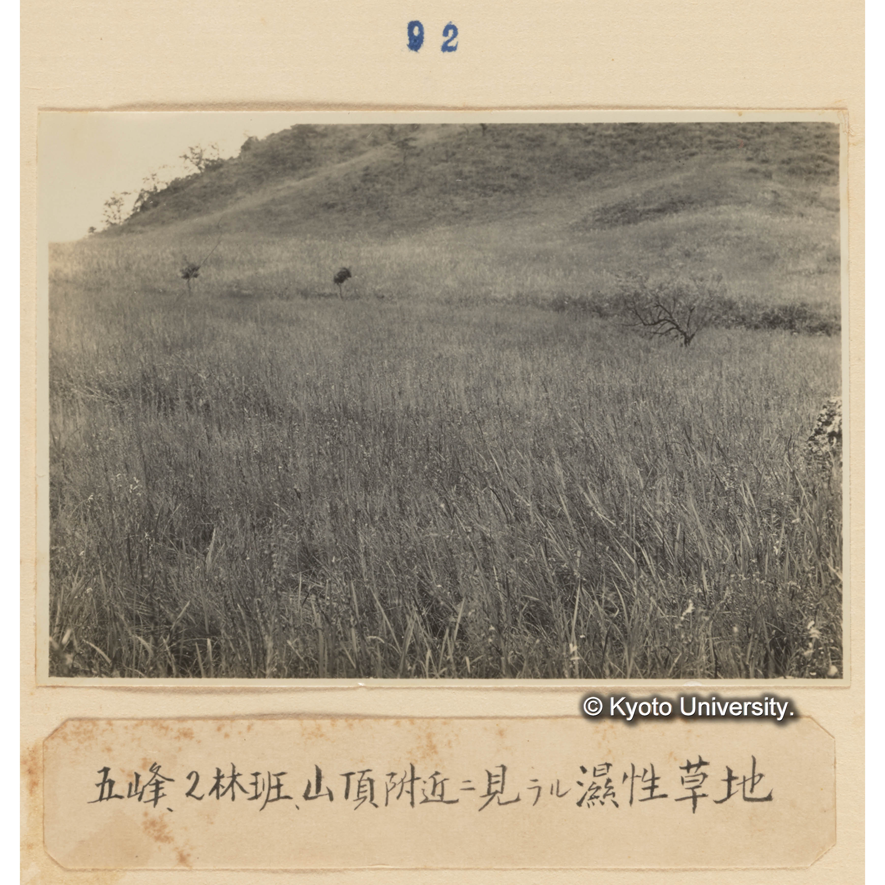 五峰、2林班山頂附近に見らる湿性草地 (1)