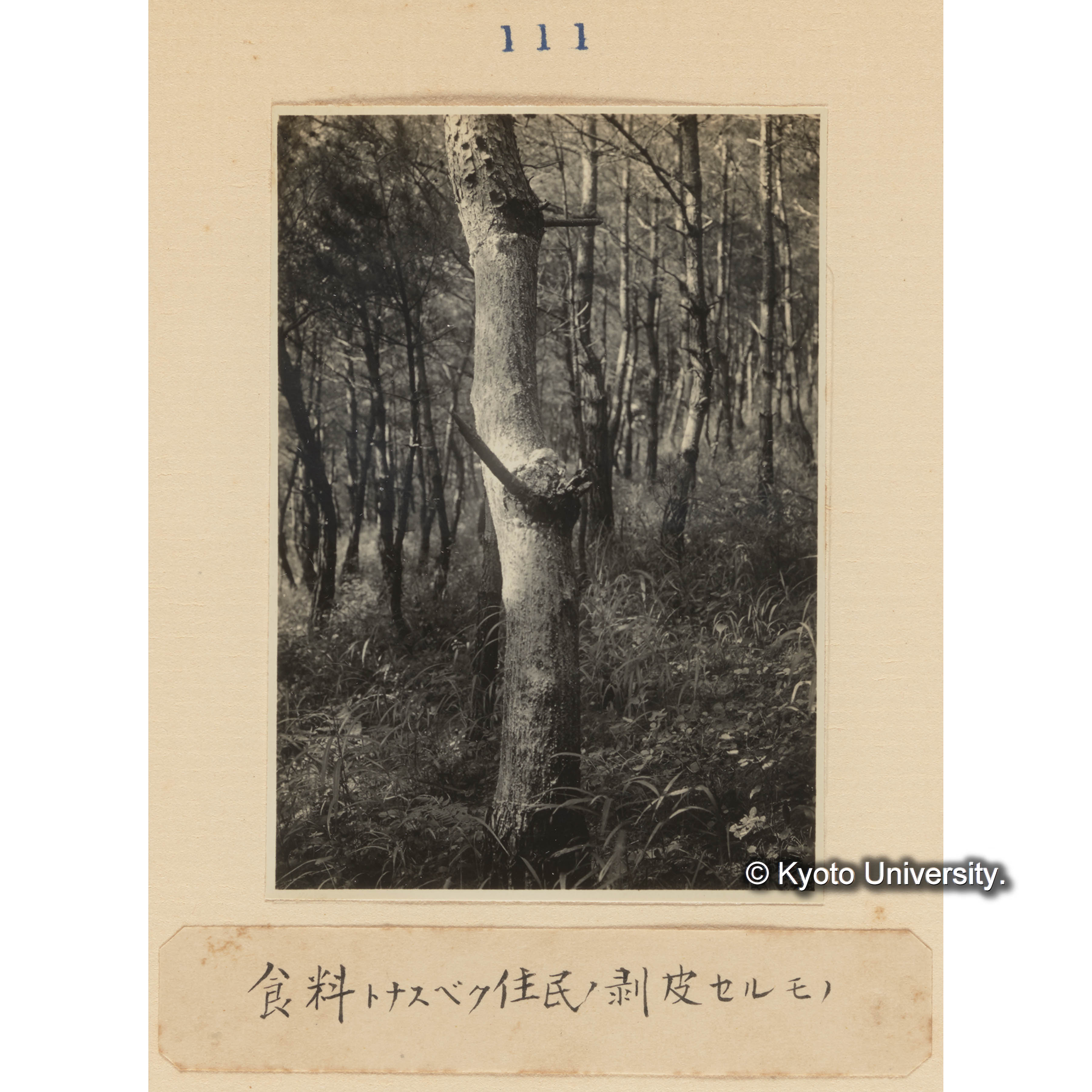 食料となすべく住民の剥皮せるもの (1)